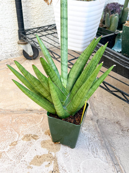 Sansevieria Silver Crown Medium (#C7) | Rare Imported Snake Plant