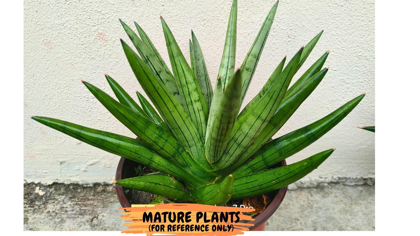 Sansevieria Silver Crown Medium (#C7) | Rare Imported Snake Plant