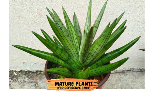 Sansevieria Silver Crown Medium (#C7) | Rare Imported Snake Plant