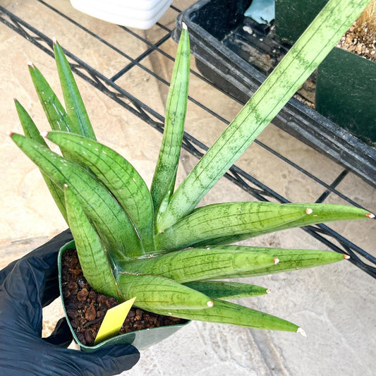 Sansevieria Silver Crown Medium (#C7) | Rare Imported Snake Plant