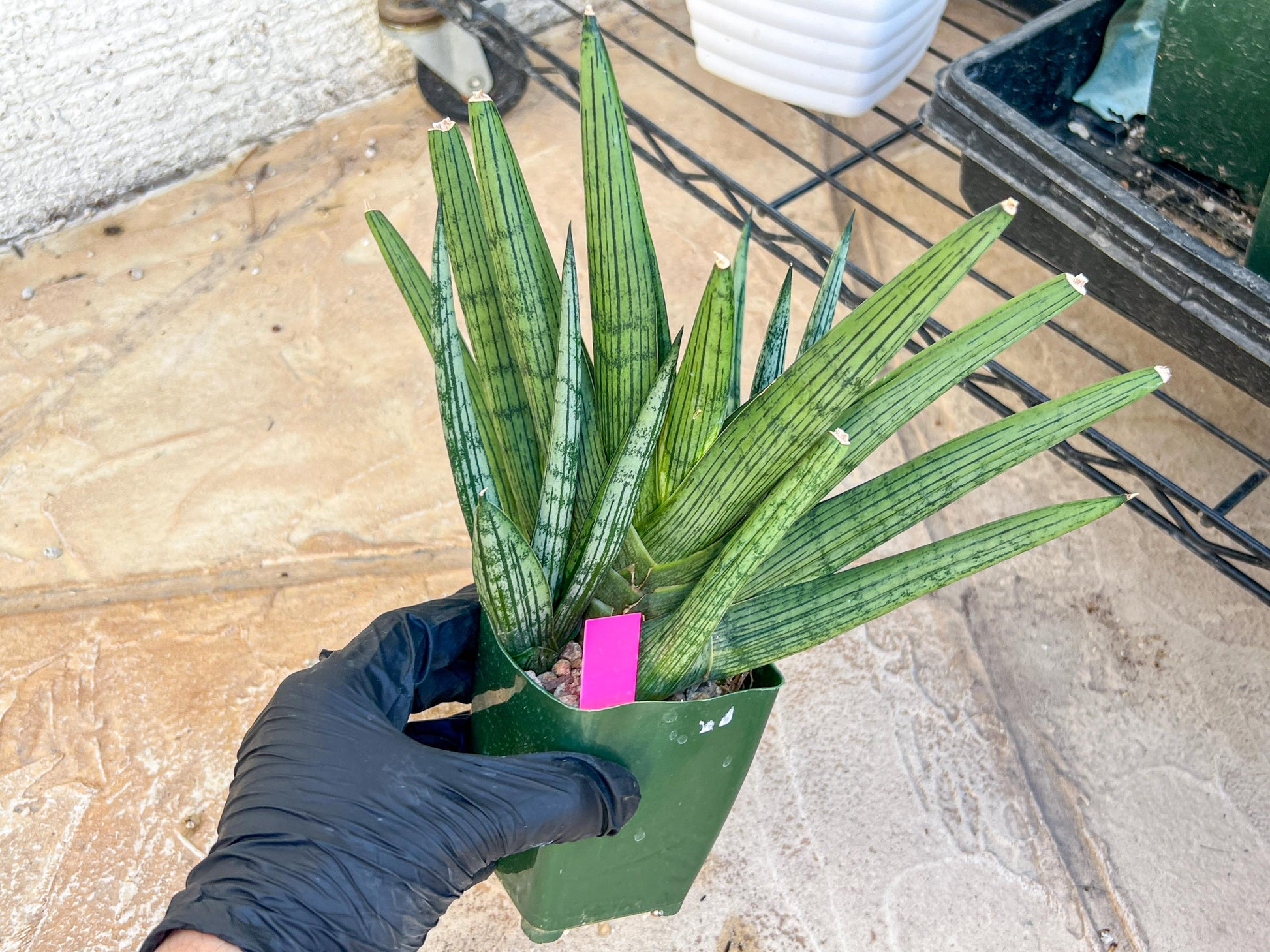 Sansevieria Rookie XXL (D7) | Minor Scar on tip