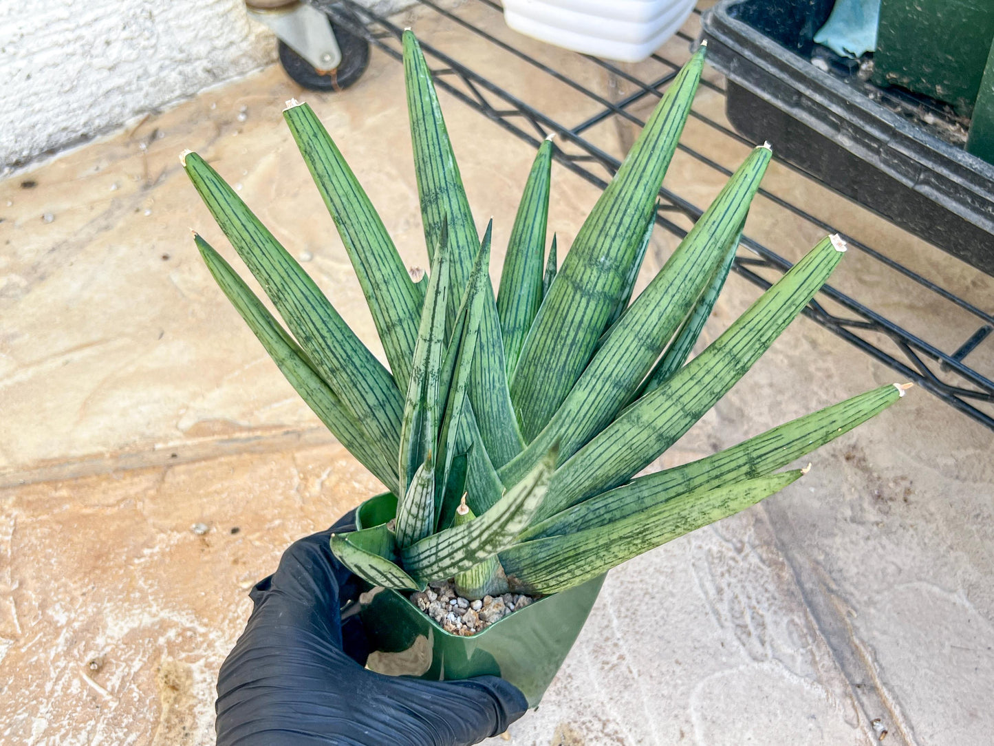 Sansevieria Rookie XXL (D7) | Minor Scar on tip