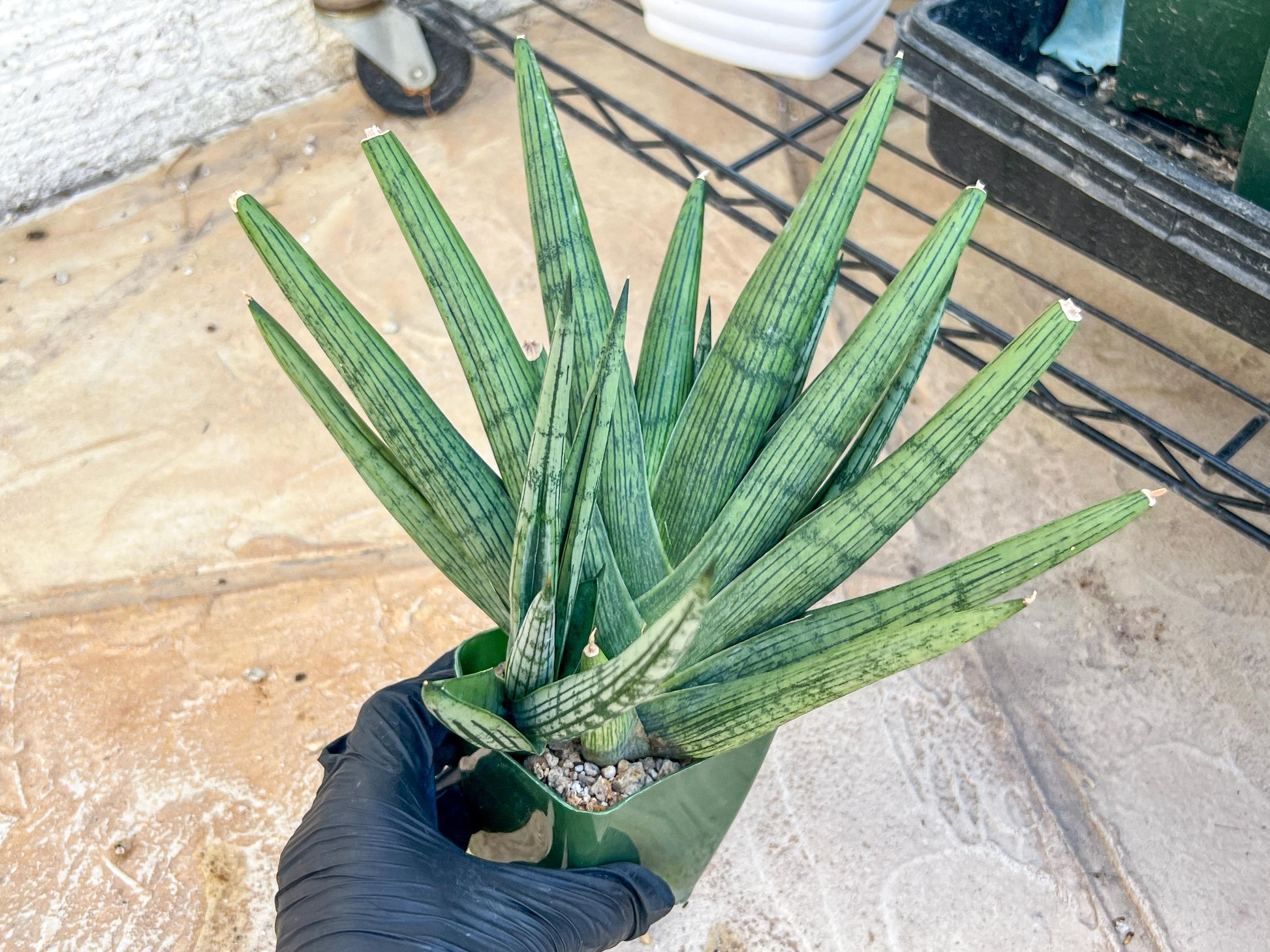 Sansevieria Rookie XXL (D7) | Minor Scar on tip