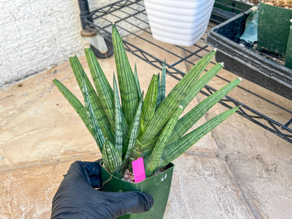 Sansevieria Rookie XXL (D7) | Minor Scar on tip