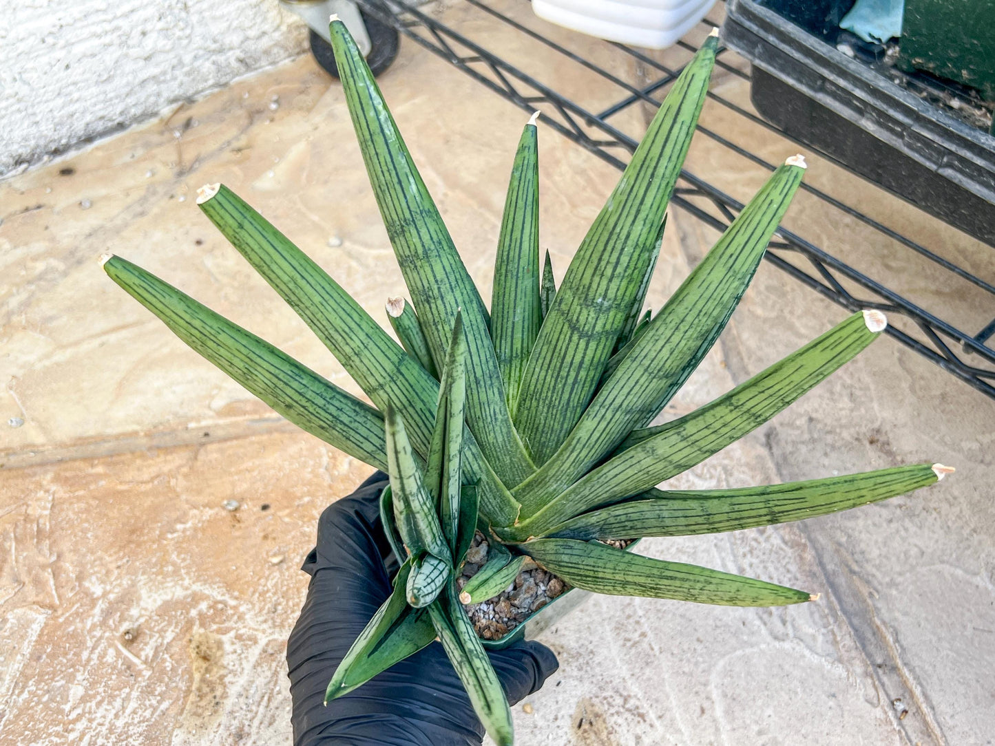 Sansevieria Rookie XXL (D7) | Minor Scar on tip