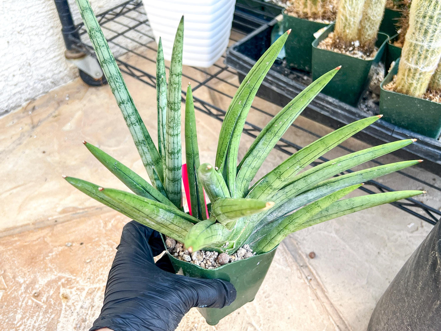 Sansevieria Silver Crown XXL (#D2) (Pink) | Imported Plants