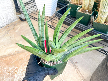 Sansevieria Silver Crown XXL (#D2) (Pink) | Imported Plants