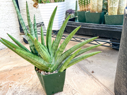 Sansevieria Silver Crown XXL (#D2) (Pink) | Imported Plants
