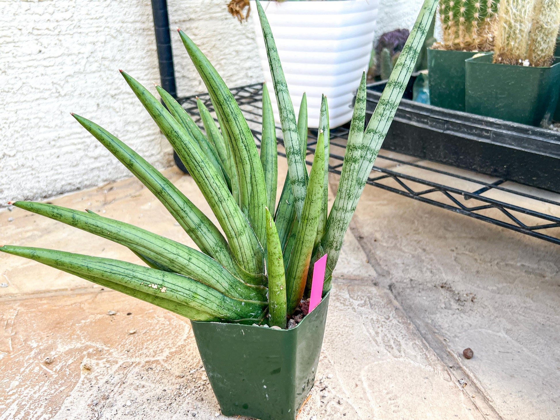 Sansevieria Silver Crown XXL (#D2) (Pink) | Imported Plants