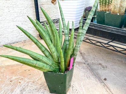 Sansevieria Silver Crown XXL (#D2) (Pink) | Imported Plants