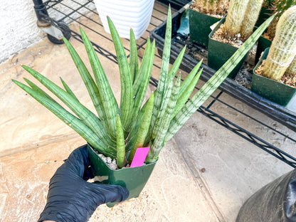 Sansevieria Silver Crown XXL (#D2) (Pink) | Imported Plants