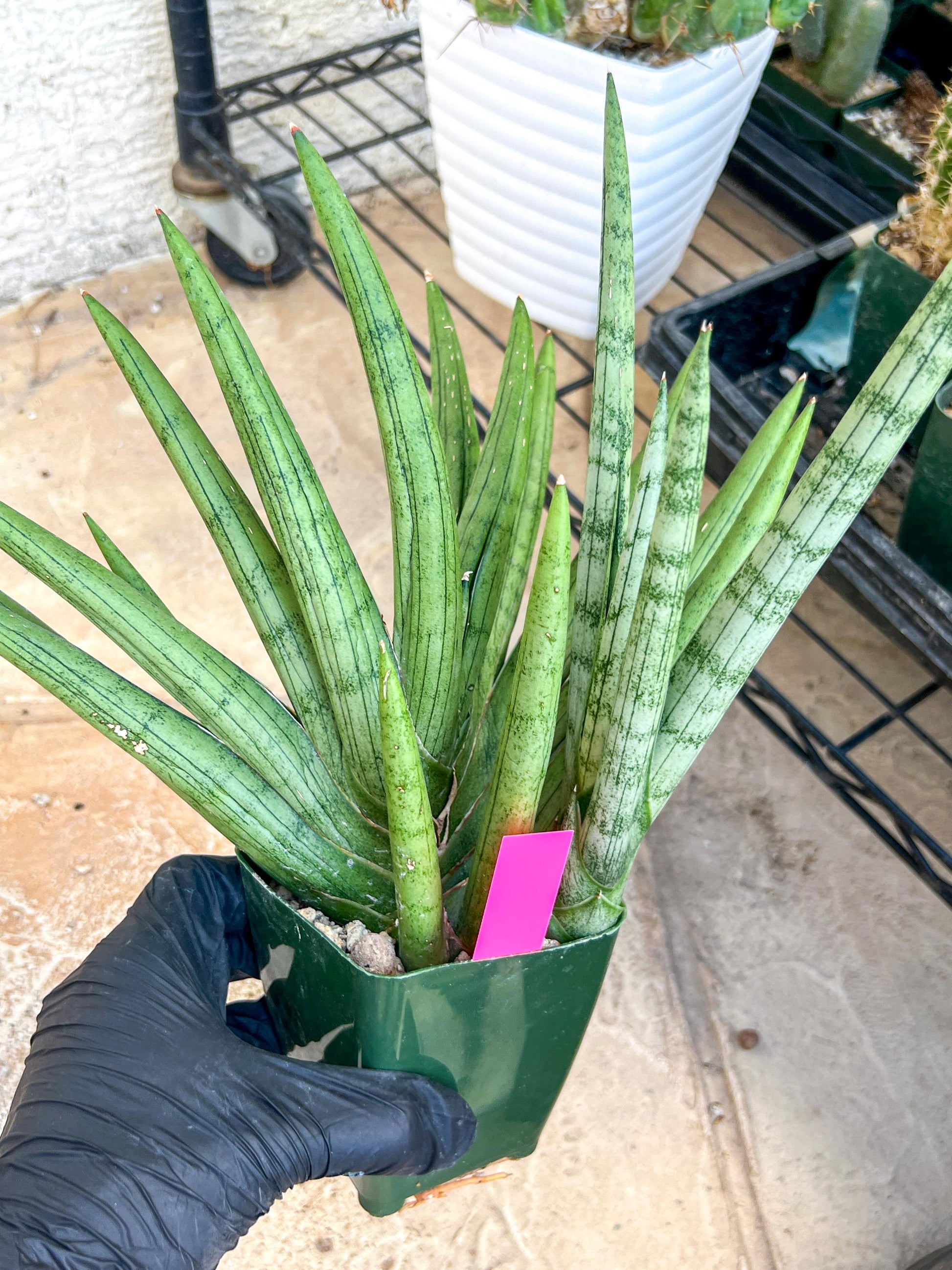 Sansevieria Silver Crown XXL (#D2) (Pink) | Imported Plants