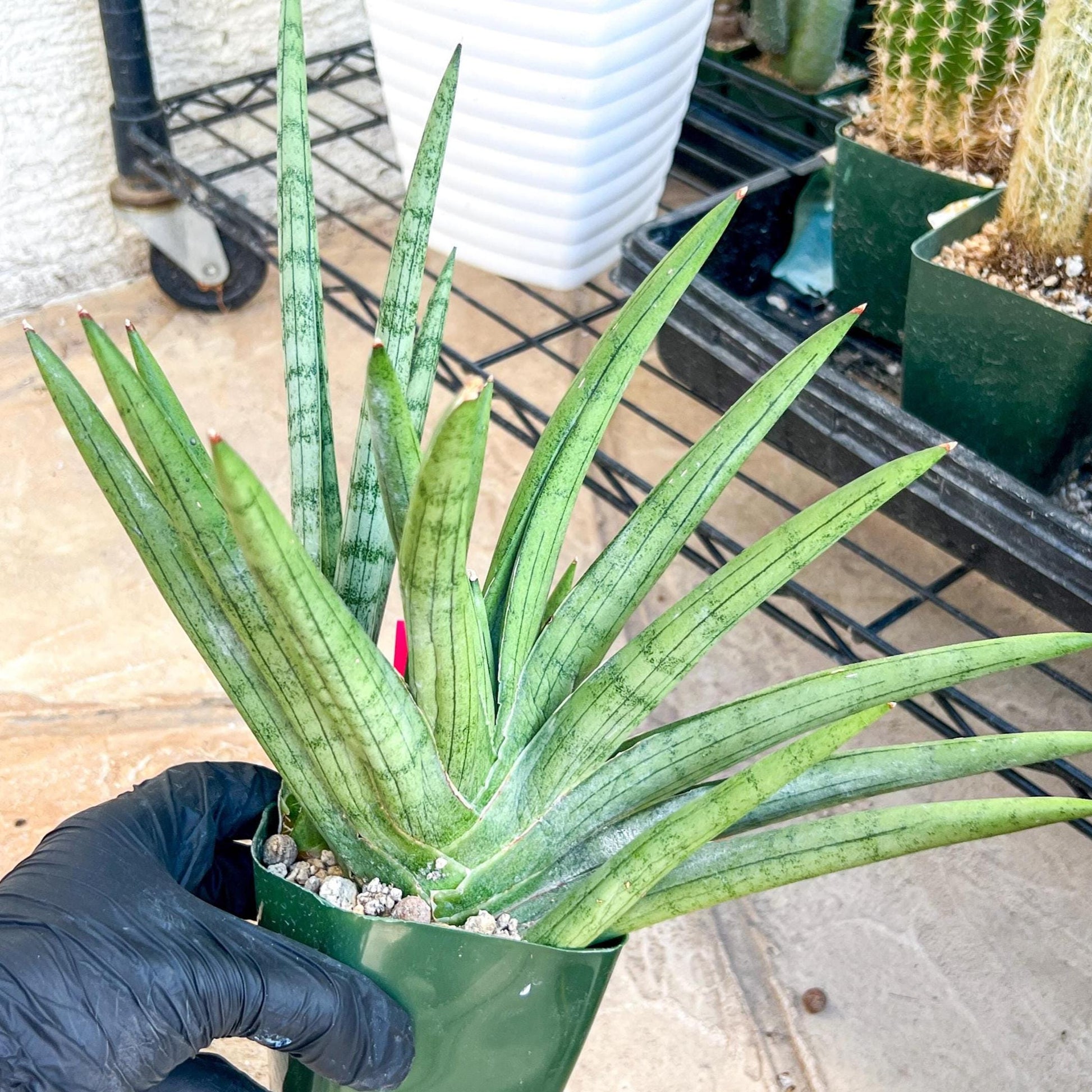 Sansevieria Silver Crown XXL (#D2) (Pink) | Imported Plants