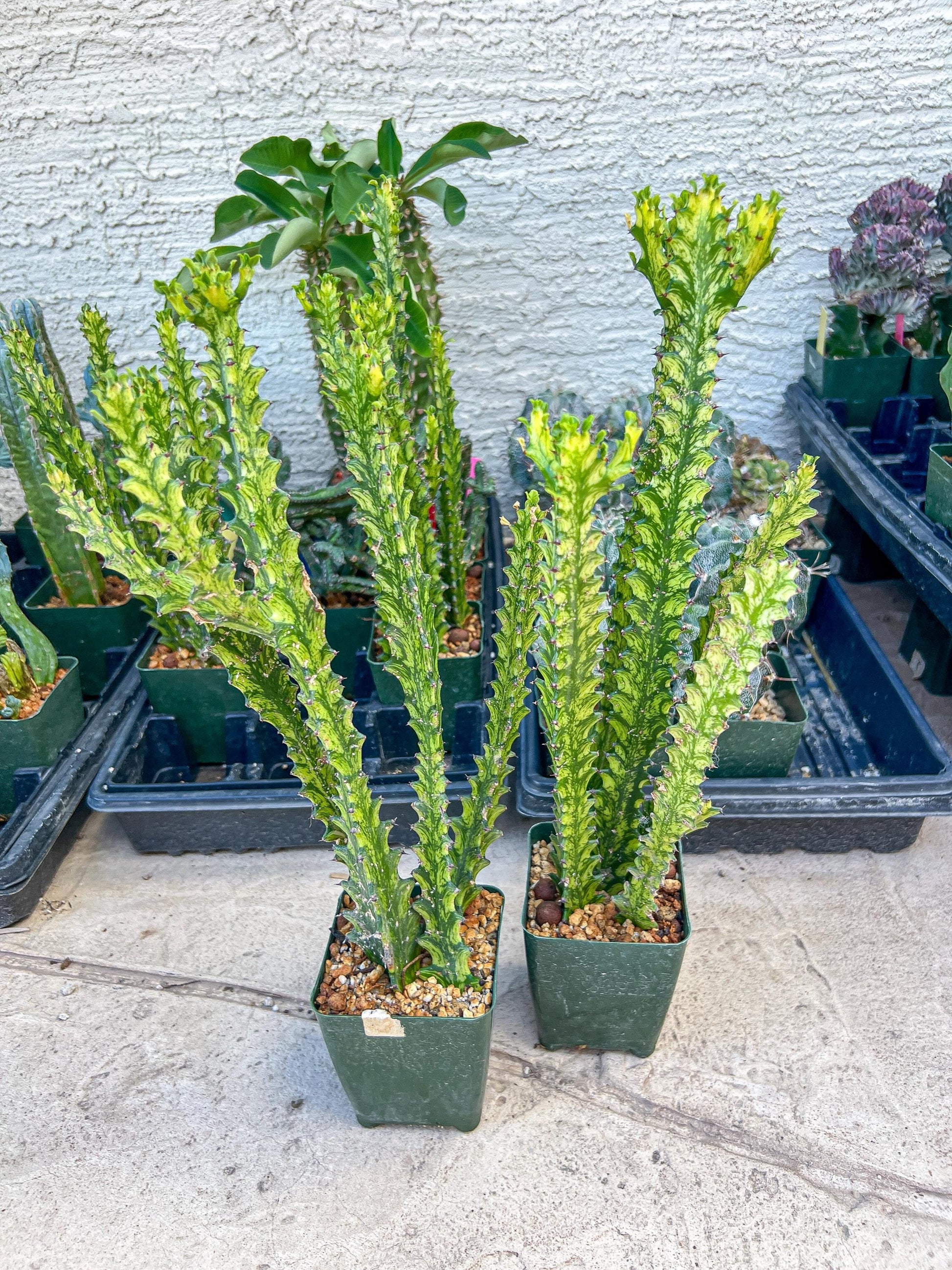 Trigona Variegated | African Milk Tree Plant | 1Pot/ 4 Plants