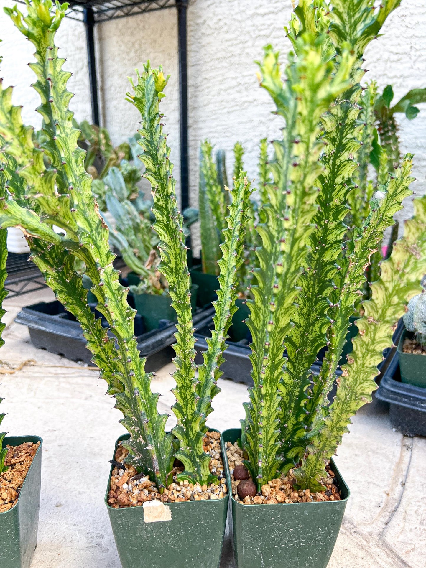 Trigona Variegated | African Milk Tree Plant | 1Pot/ 4 Plants