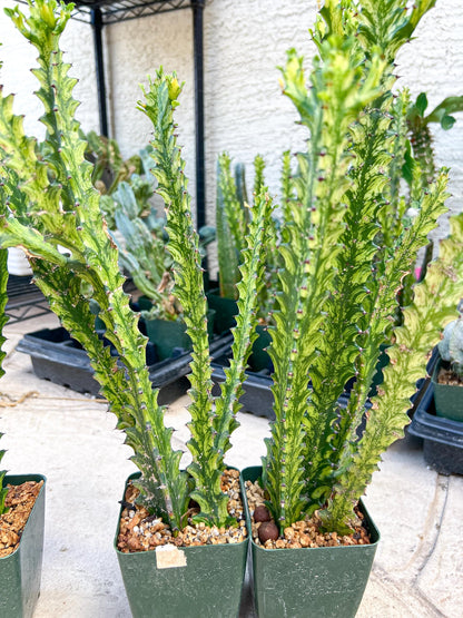 Trigona Variegated | African Milk Tree Plant | 1Pot/ 4 Plants