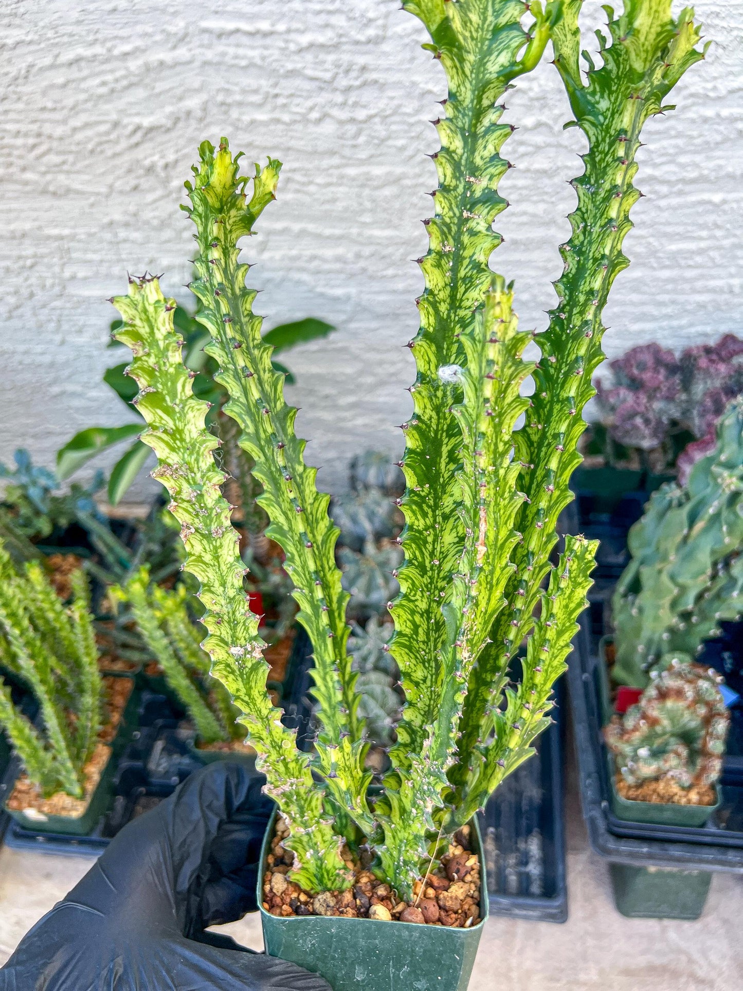 Trigona Variegated | African Milk Tree Plant | 1Pot/ 4 Plants