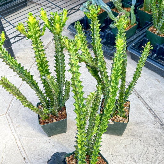 Trigona Variegated | African Milk Tree Plant | 1Pot/ 4 Plants
