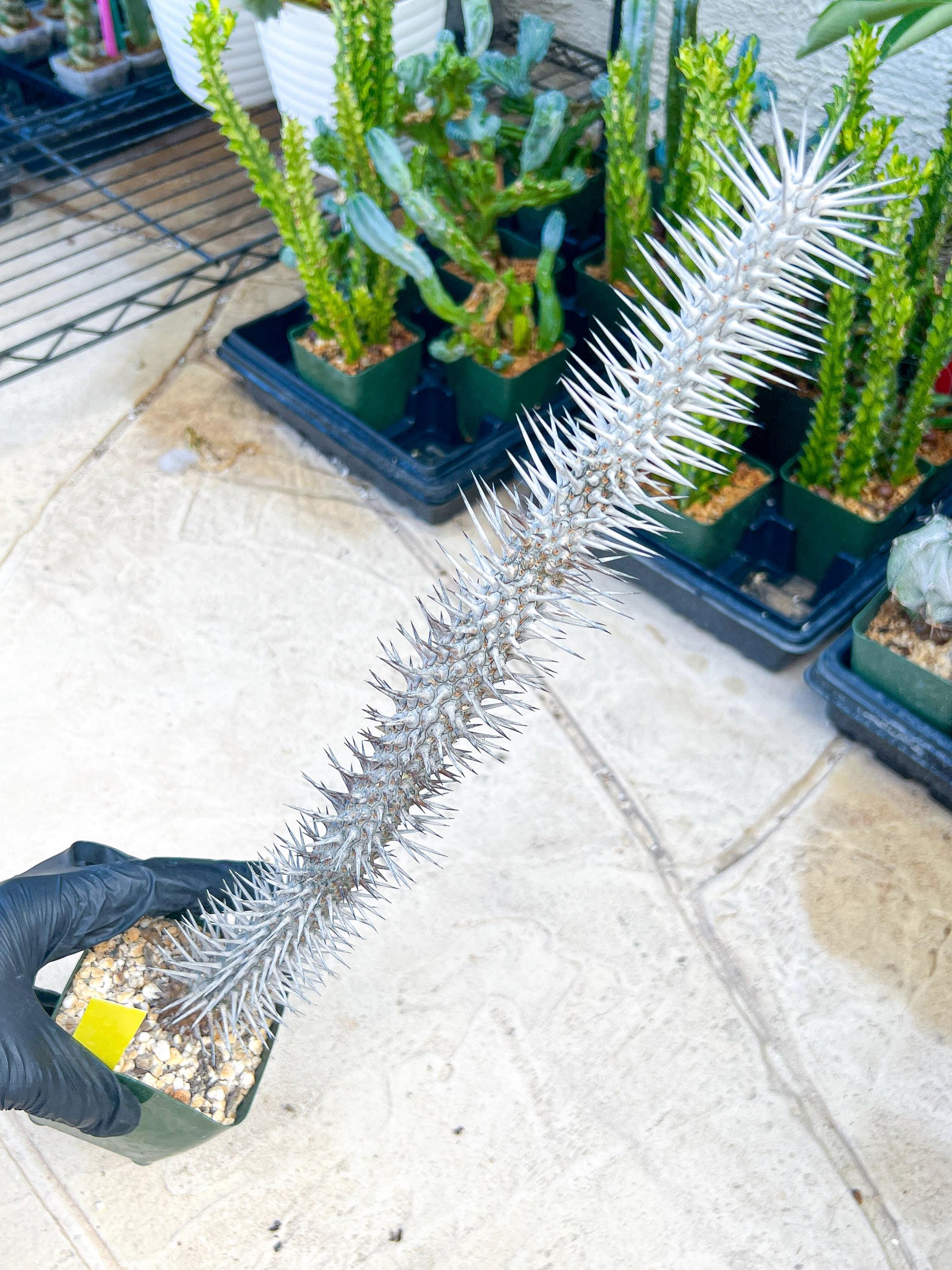 Madagascar ocotillo Alluaudia procera (G1) | Rare Imported
