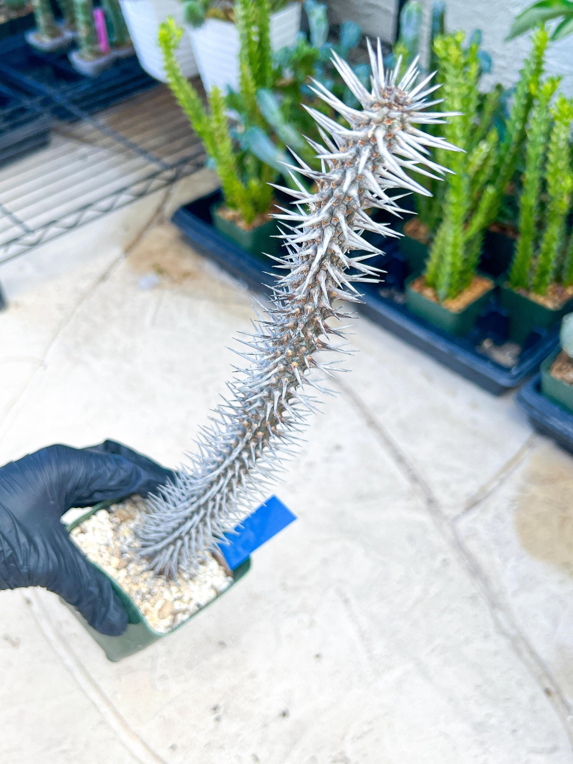 Madagascar ocotillo Alluaudia procera (G1) | Rare Imported