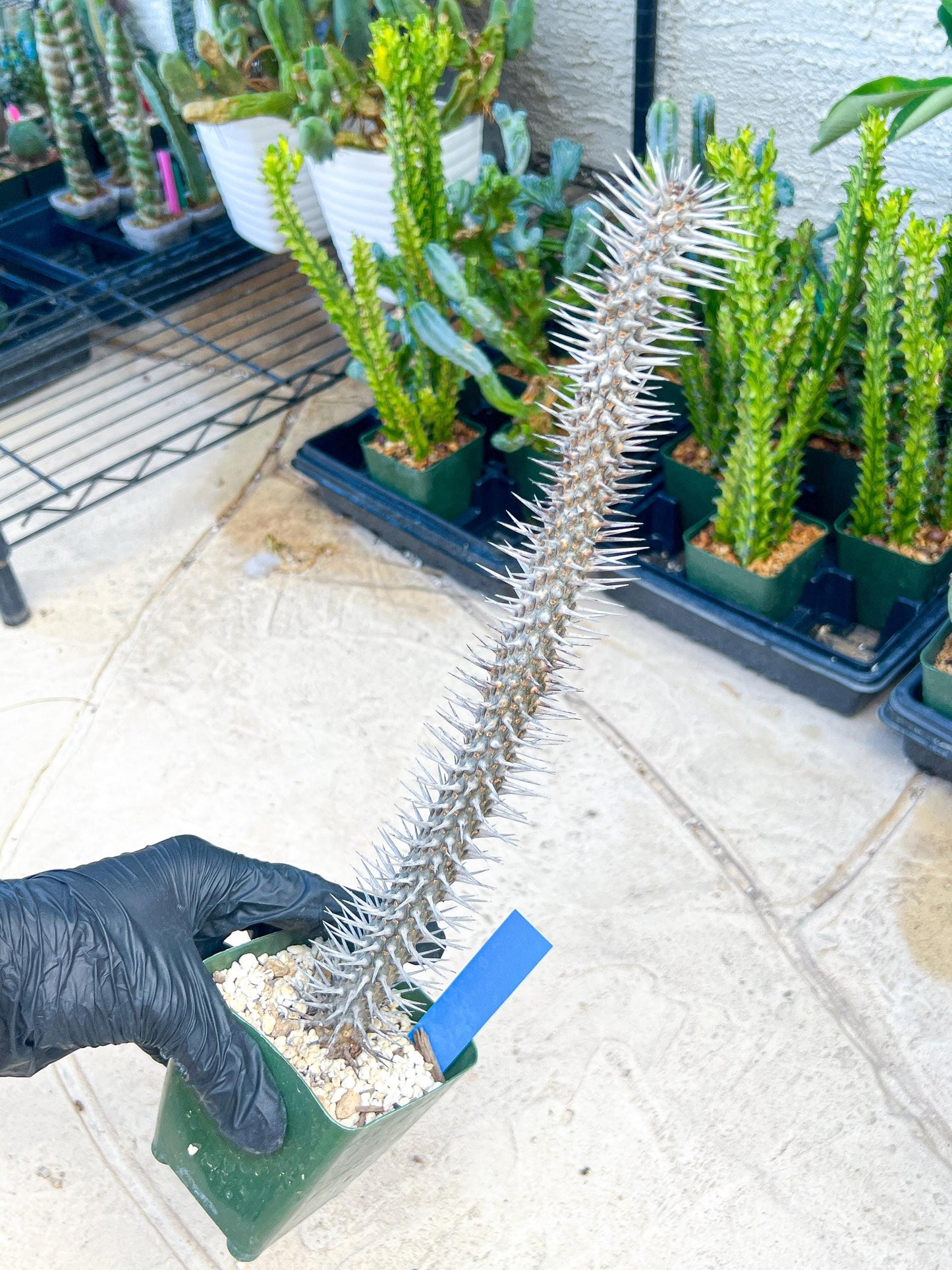 Madagascar ocotillo Alluaudia procera (G1) | Rare Imported
