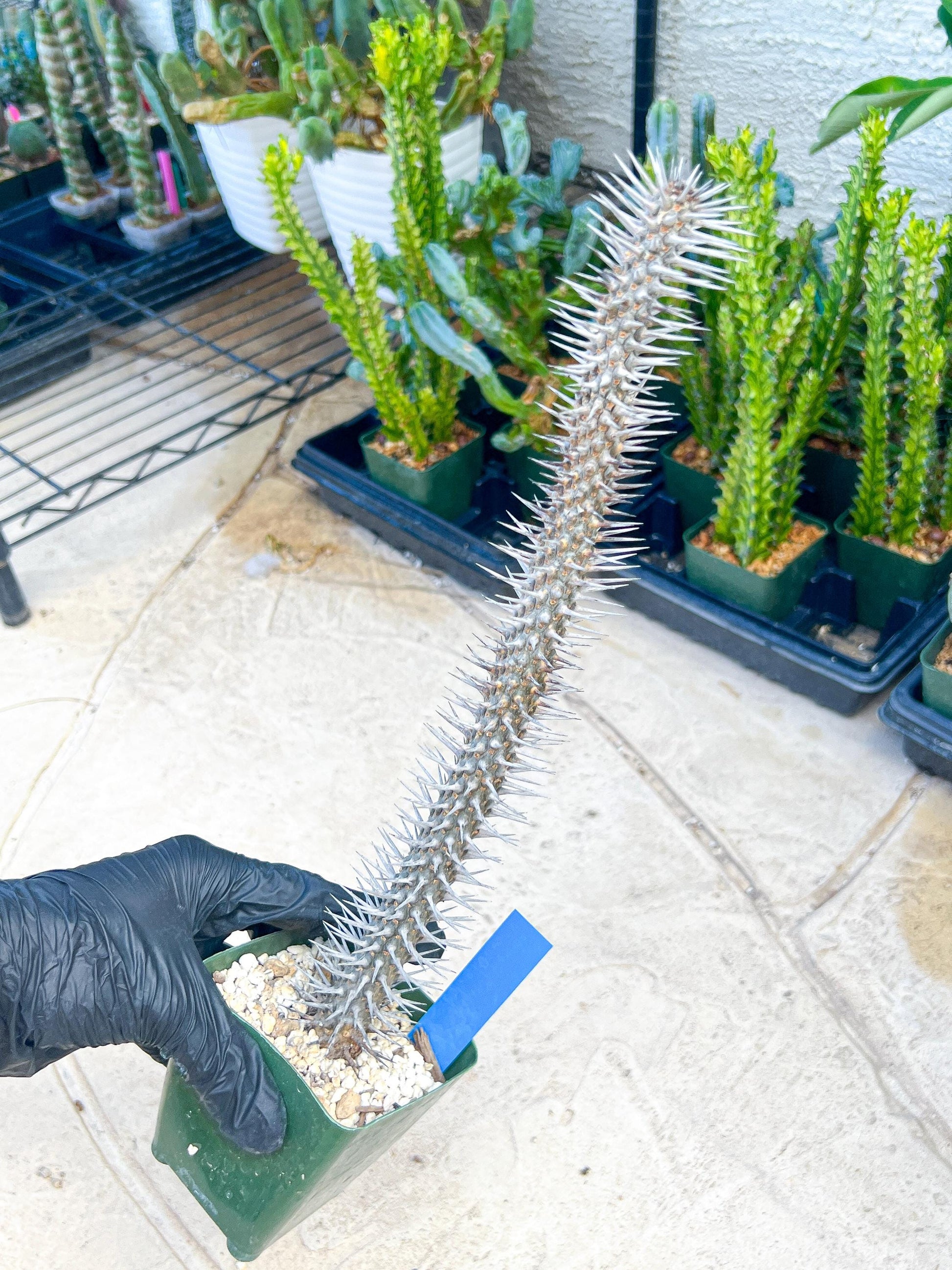 Madagascar ocotillo Alluaudia procera (G1) | Rare Imported