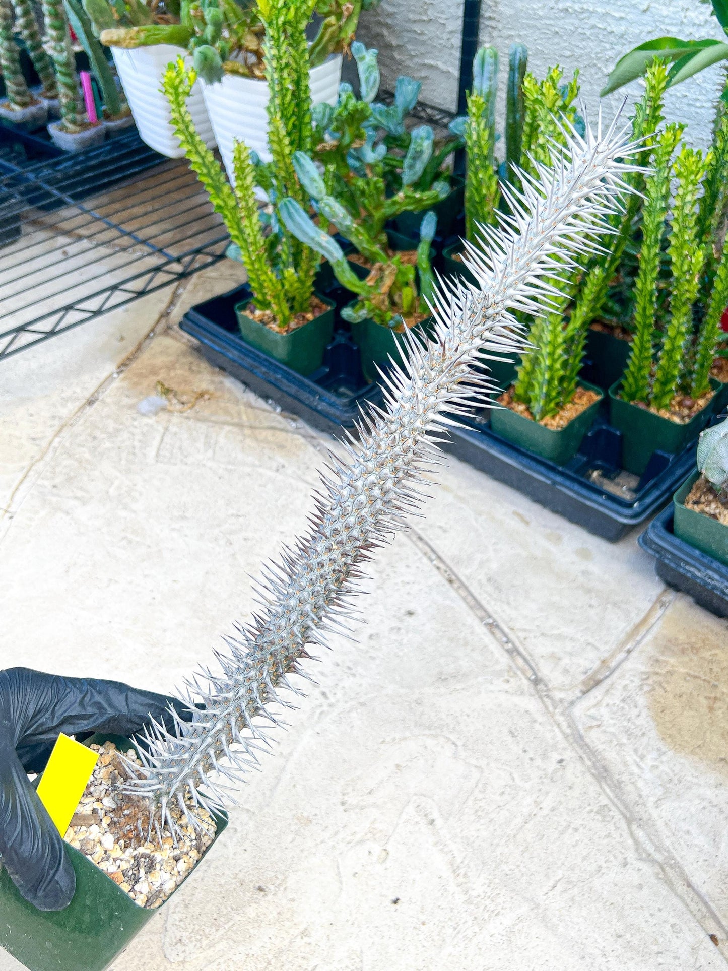 Madagascar ocotillo Alluaudia procera (G1) | Rare Imported