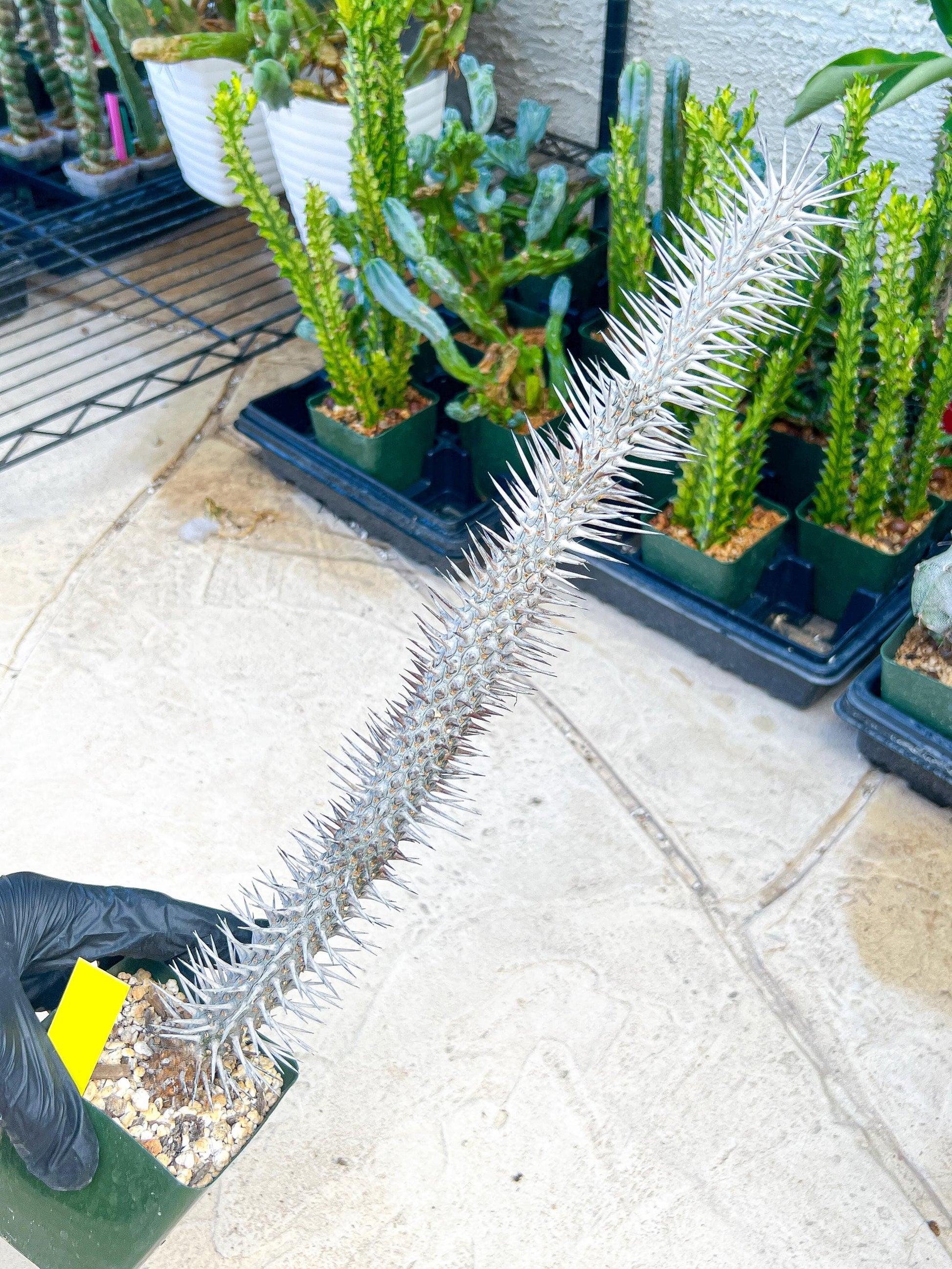 Madagascar ocotillo Alluaudia procera (G1) | Rare Imported