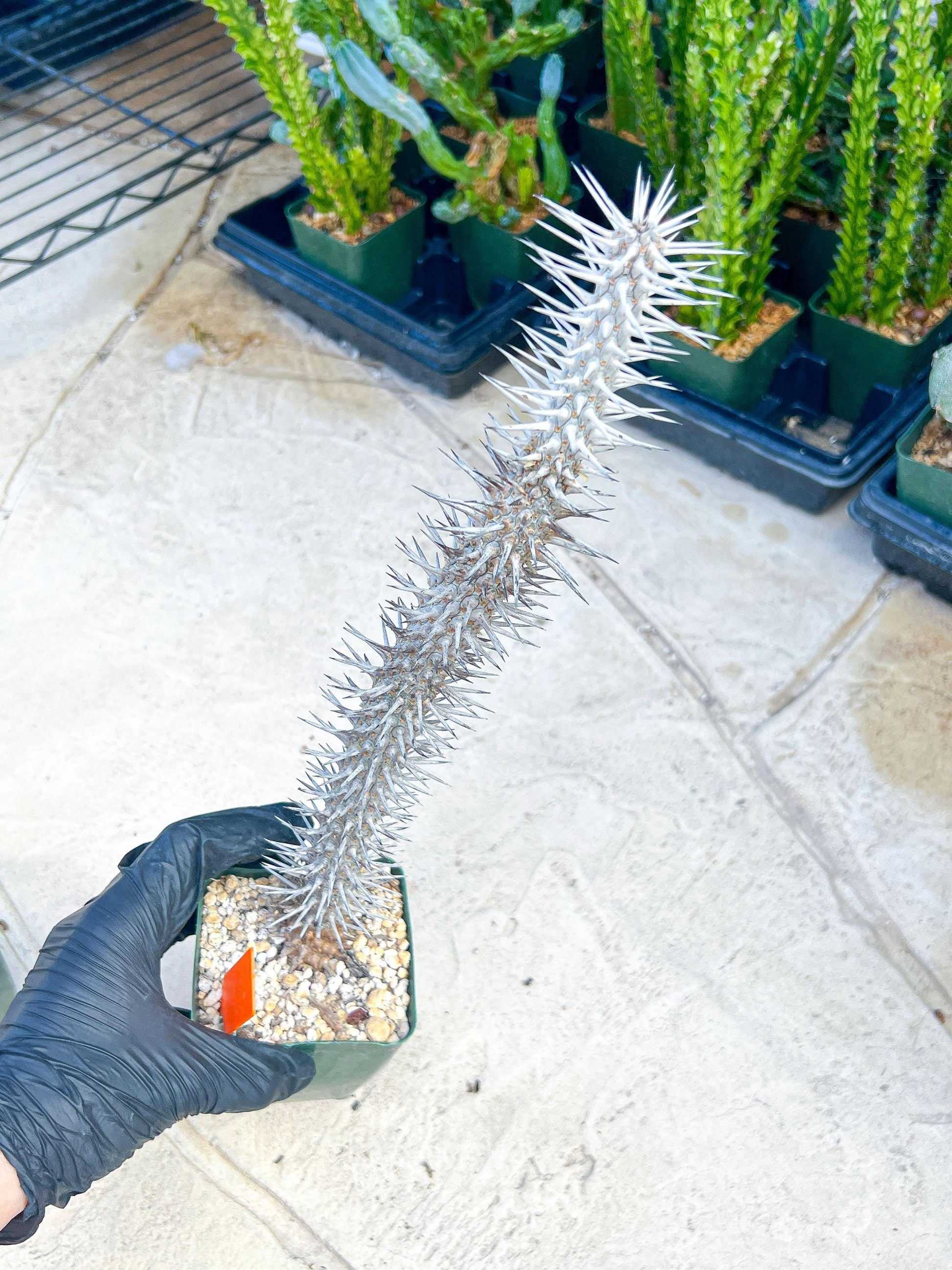Madagascar ocotillo Alluaudia procera (G2) | Rare Imported