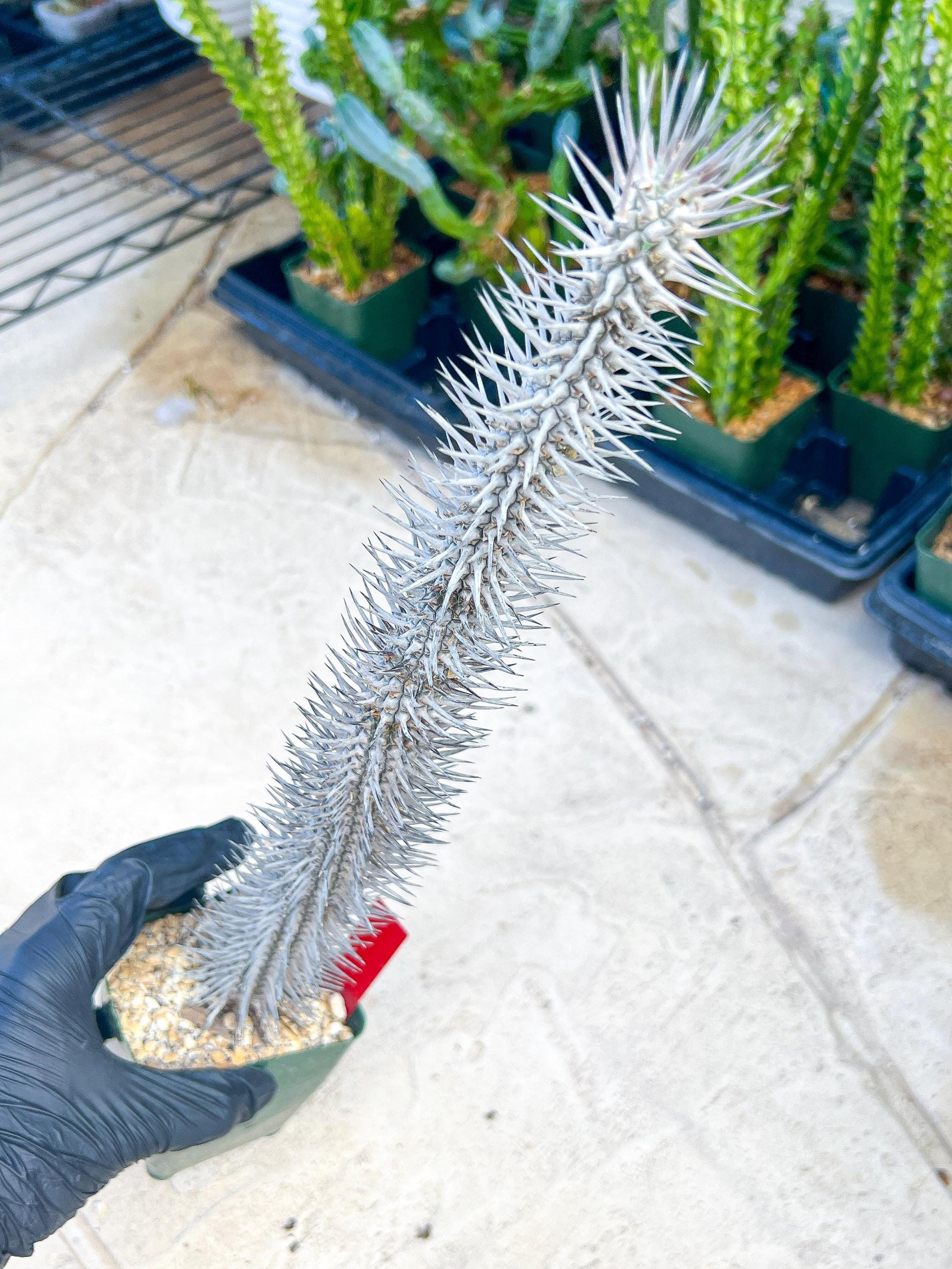Madagascar ocotillo Alluaudia procera (G2) | Rare Imported