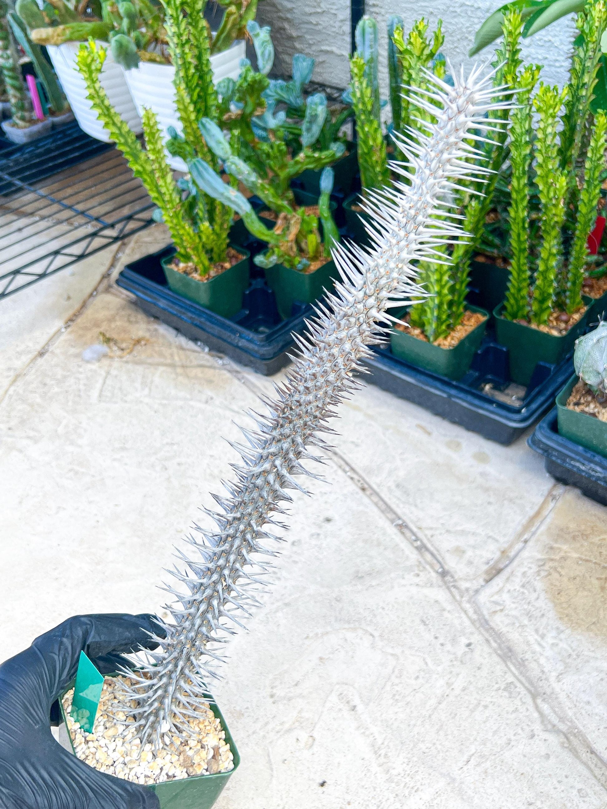 Madagascar ocotillo Alluaudia procera (G2) | Rare Imported