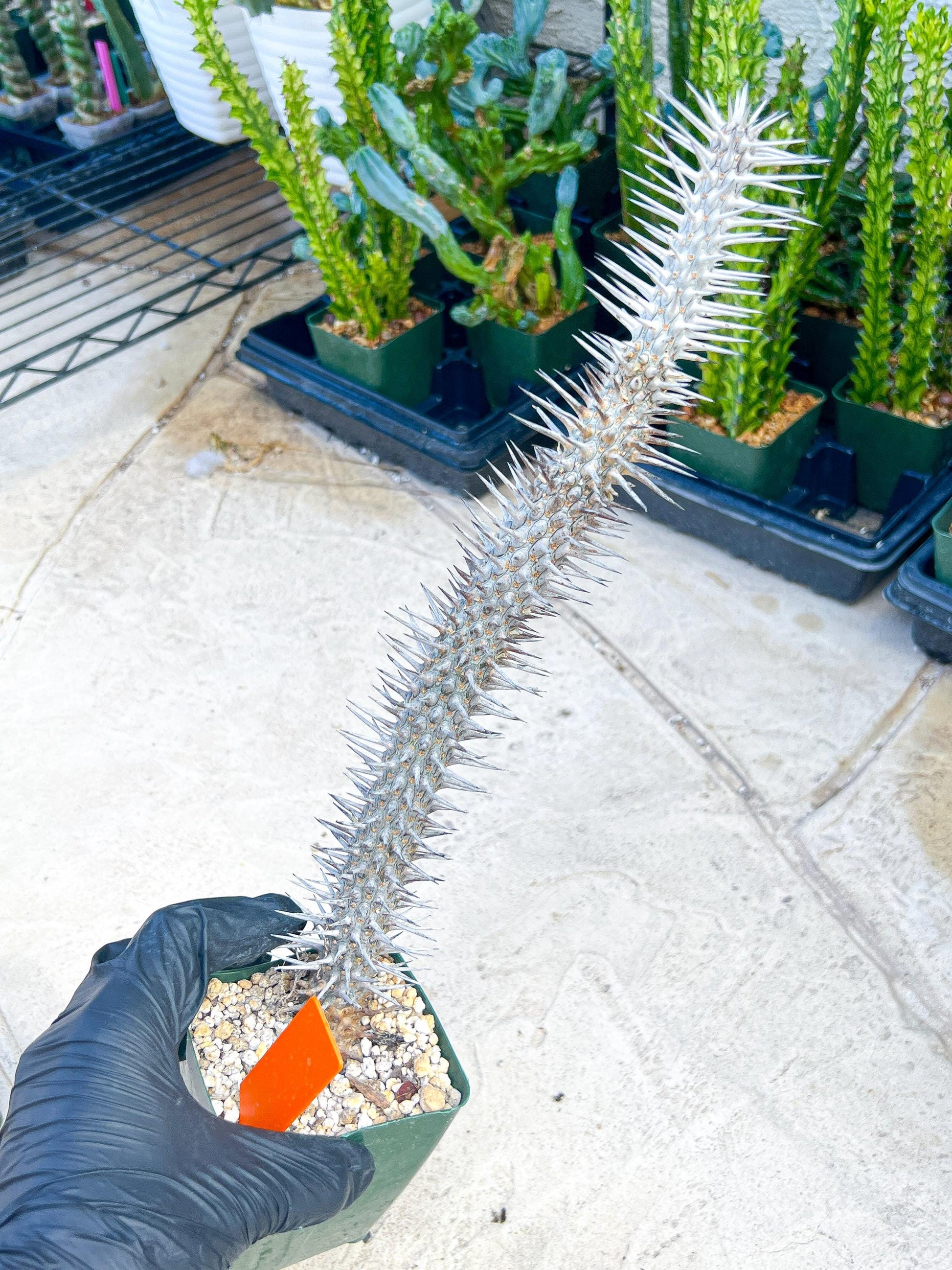 Madagascar ocotillo Alluaudia procera (G2) | Rare Imported