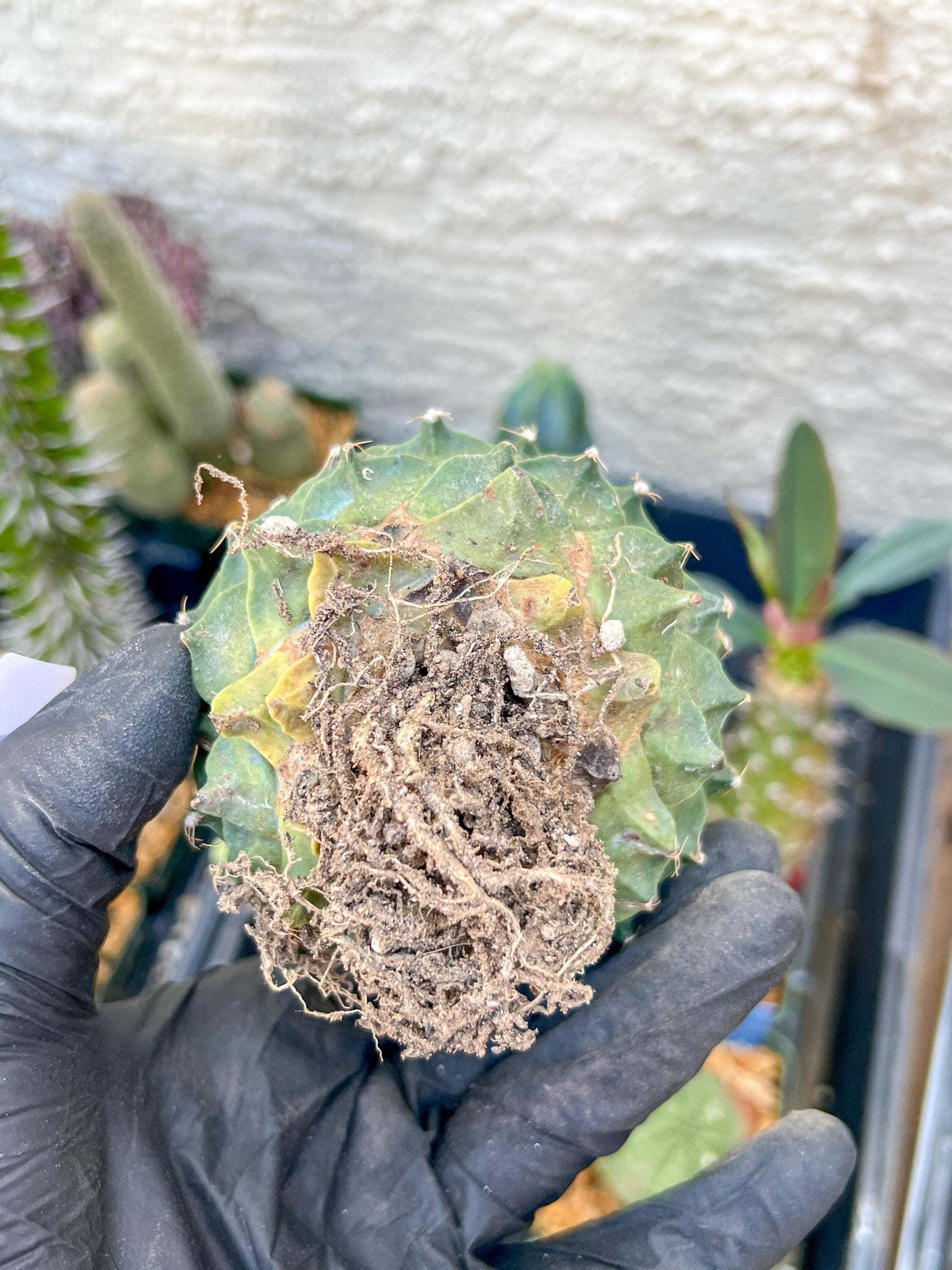 echeverivzdfsa Cactus (#3~4) | Imported Cactus | Rare Succulent
