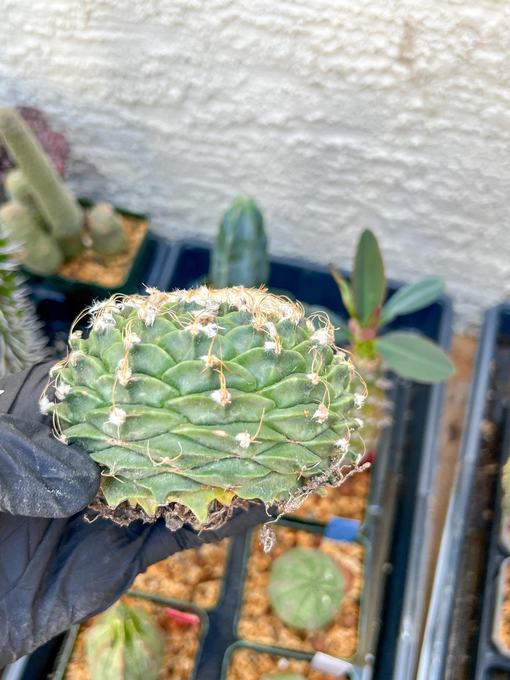 rare cactus for sale (#5~6) | Imported | Ehciveria | Hoyas | Sansevieria