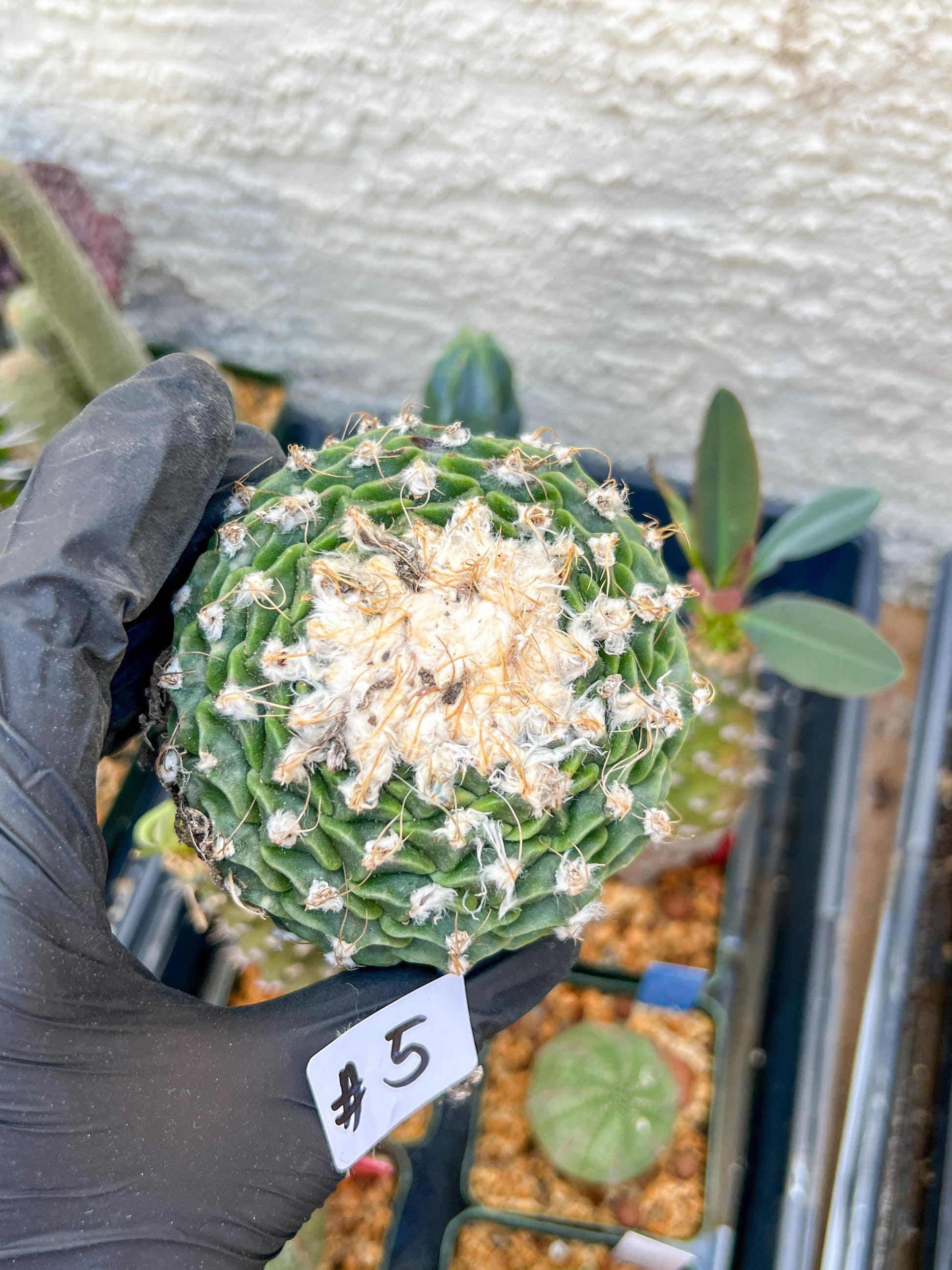 rare cactus for sale (#5~6) | Imported | Ehciveria | Hoyas | Sansevieria