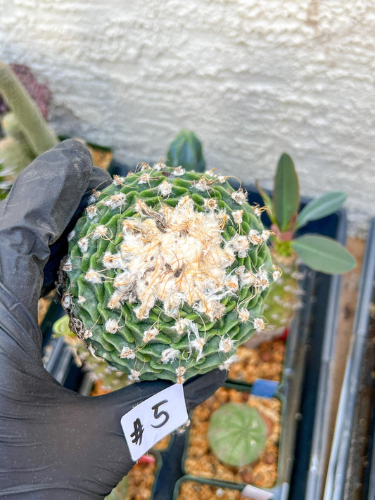 rare cactus for sale (#5~6) | Imported | Ehciveria | Hoyas | Sansevieria