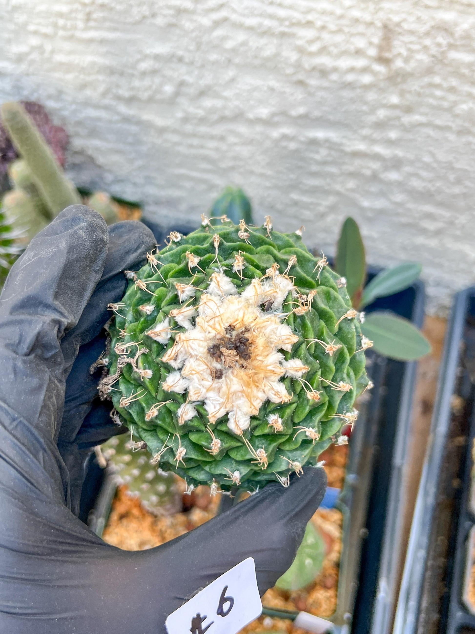 rare cactus for sale (#5~6) | Imported | Ehciveria | Hoyas | Sansevieria