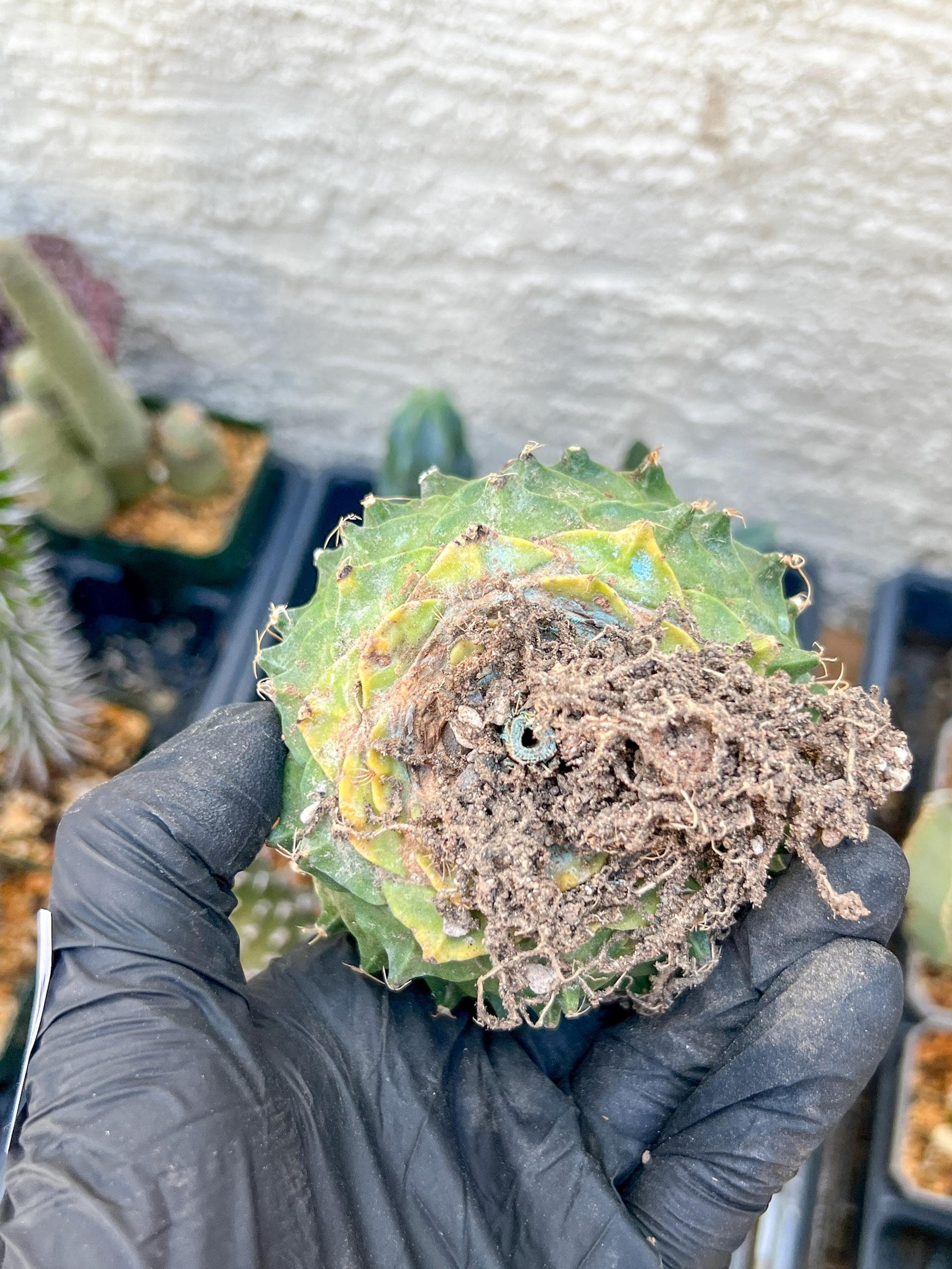 rare cactus for sale (#5~6) | Imported | Ehciveria | Hoyas | Sansevieria