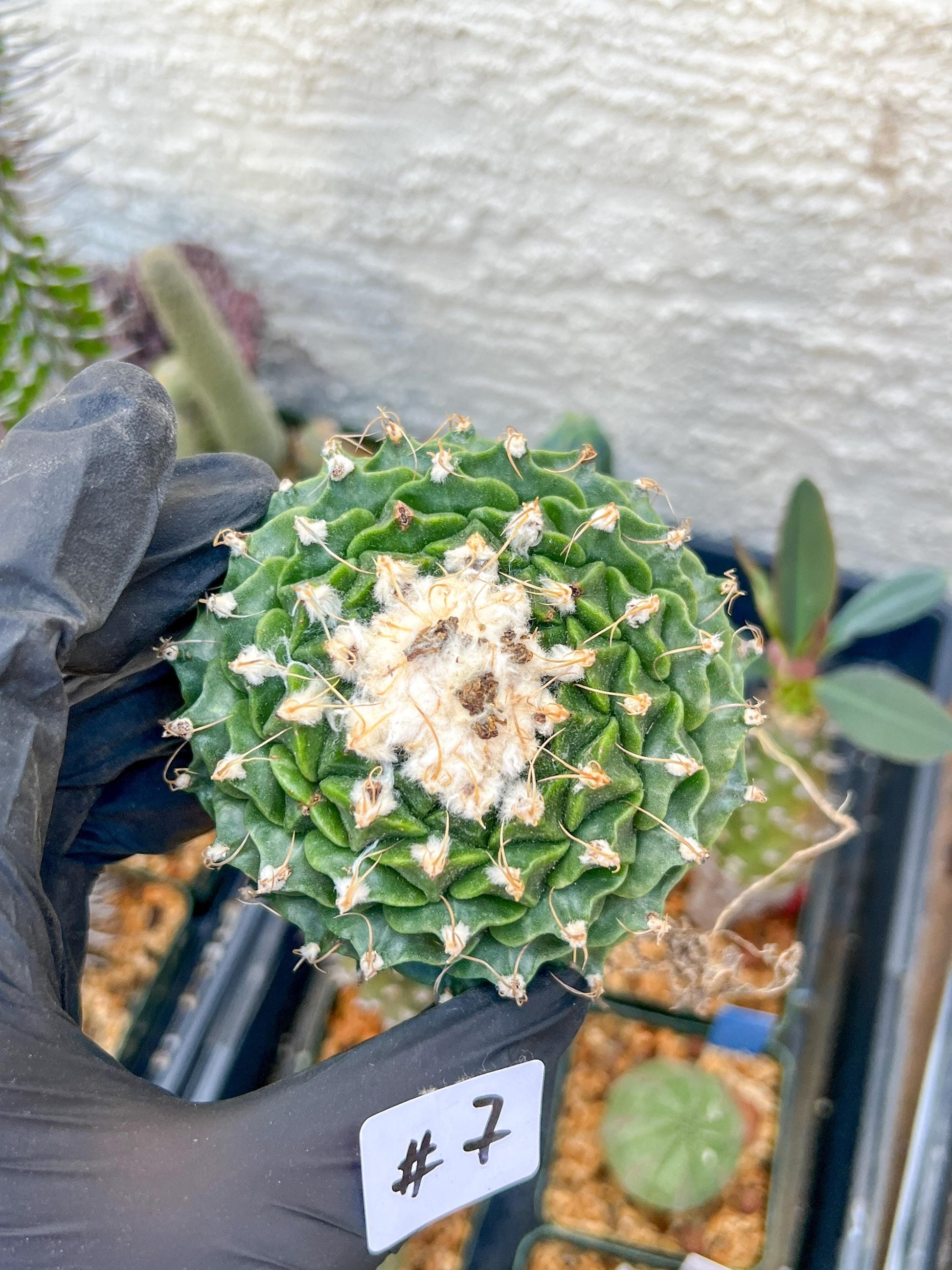 rare cactus for sale (#7~8) | Imported | Ehciveria | Hoyas | Sansevieria