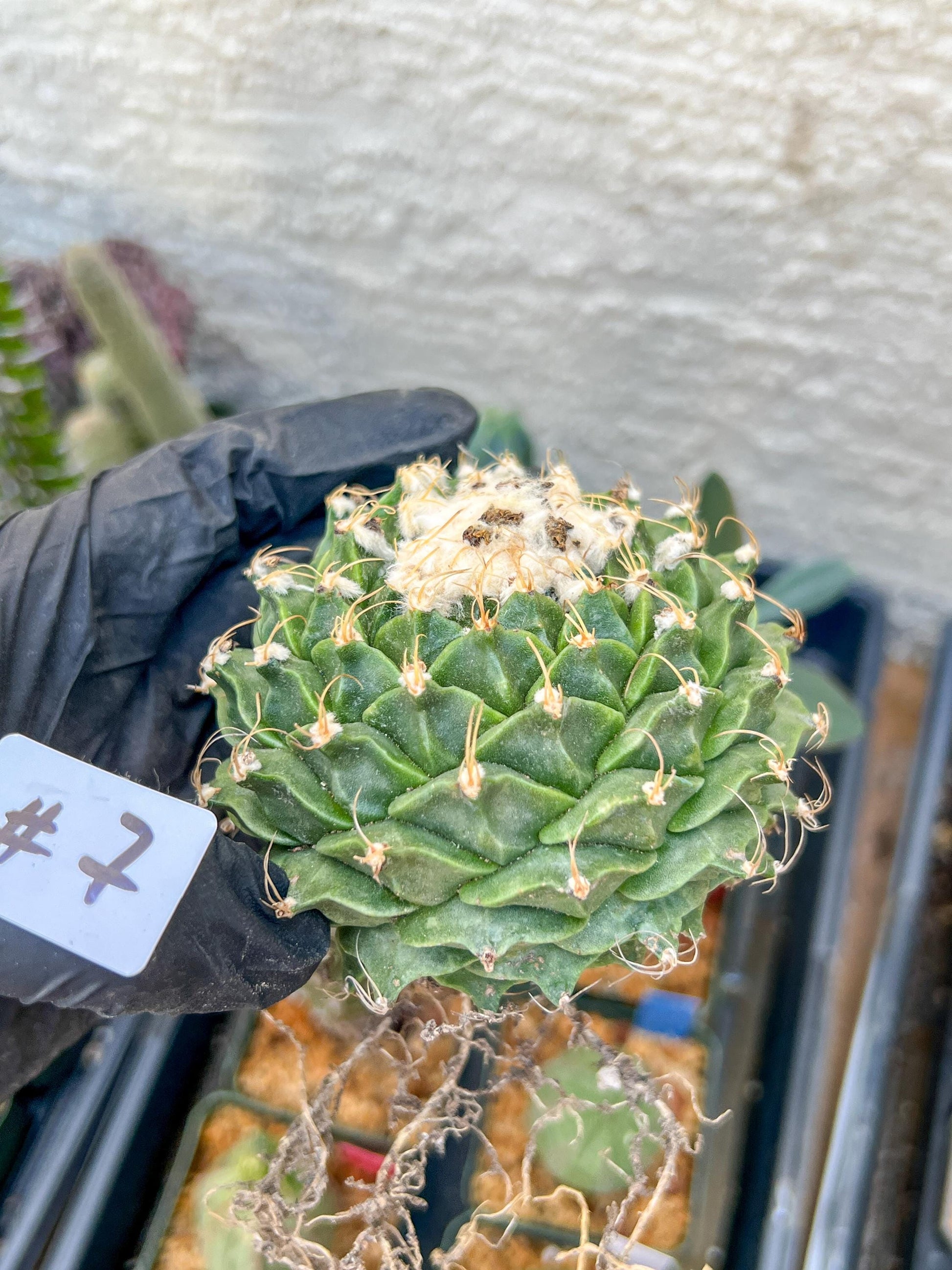 rare cactus for sale (#7~8) | Imported | Ehciveria | Hoyas | Sansevieria