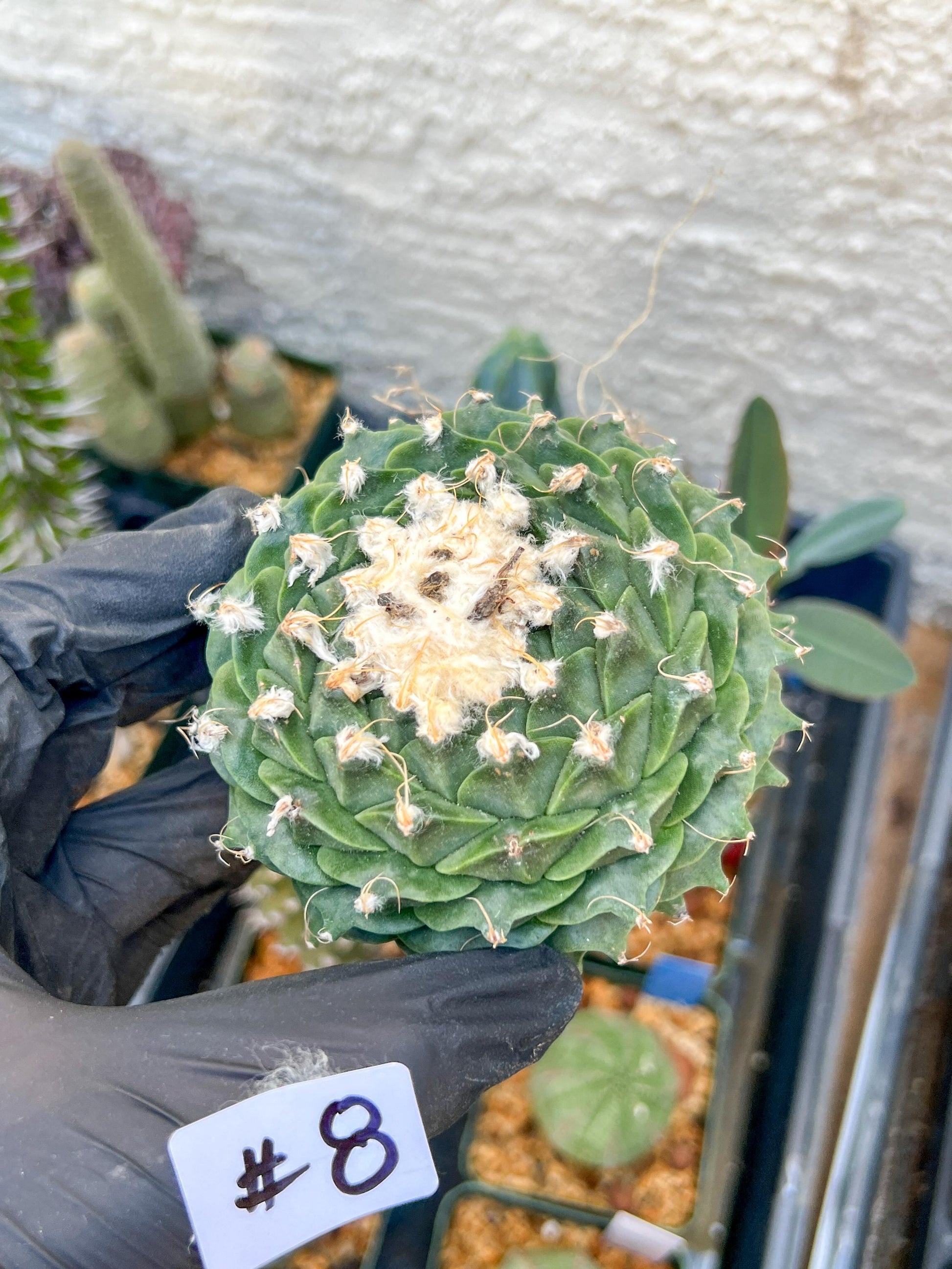rare cactus for sale (#7~8) | Imported | Ehciveria | Hoyas | Sansevieria