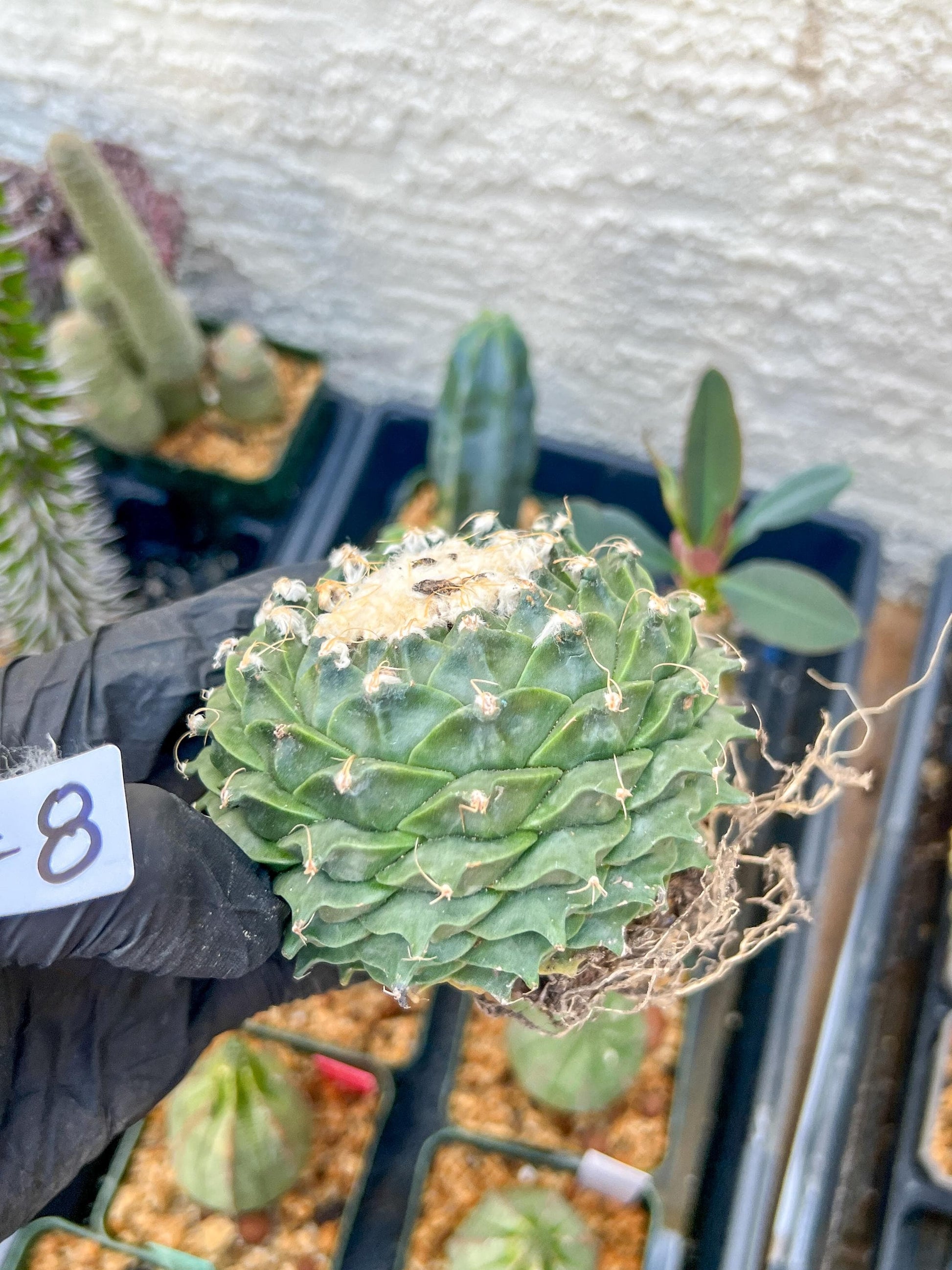 rare cactus for sale (#7~8) | Imported | Ehciveria | Hoyas | Sansevieria