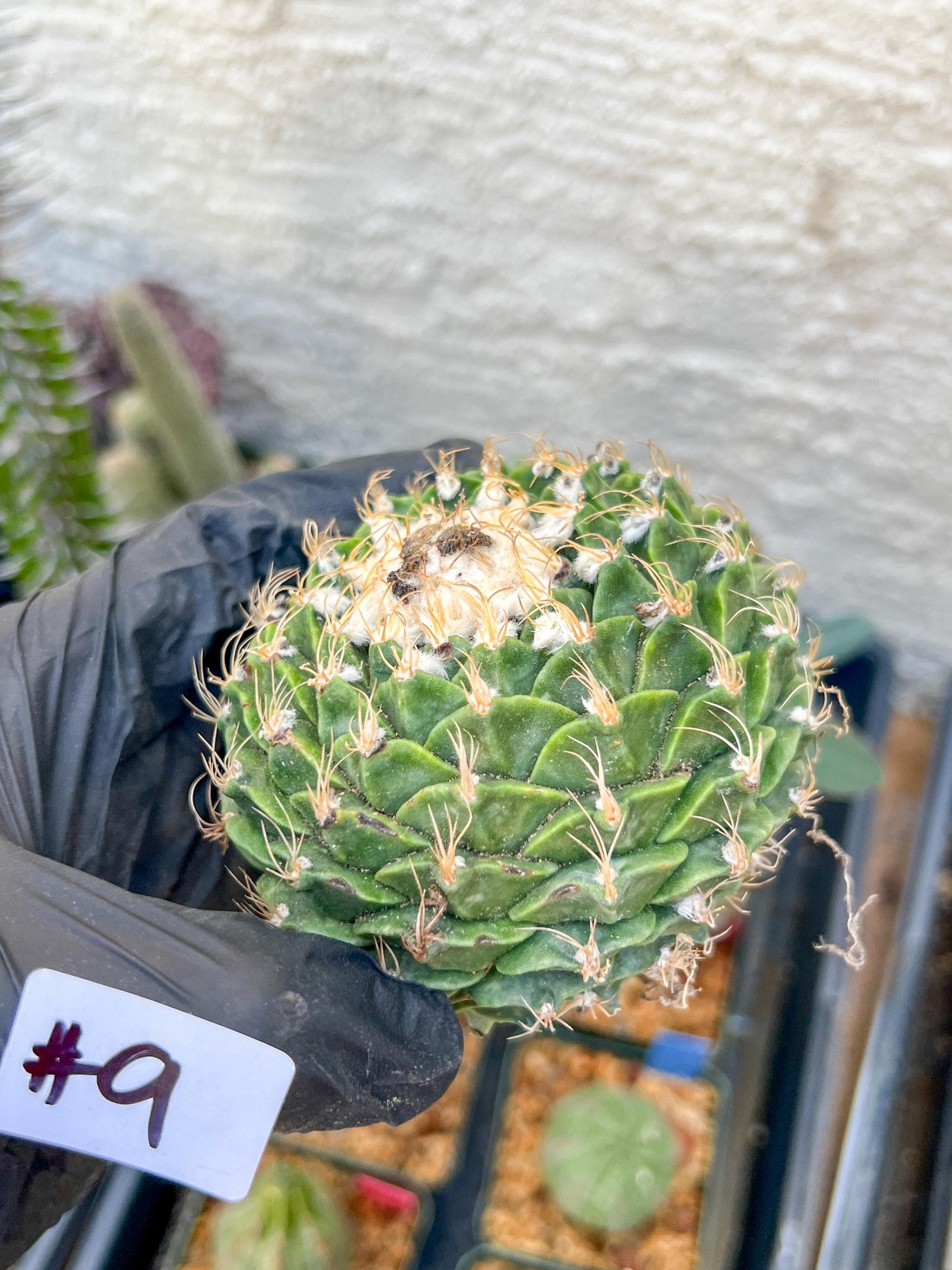 rare cactus for sale (#9) | Imported | Ehciveria | Hoyas | Sansevieria