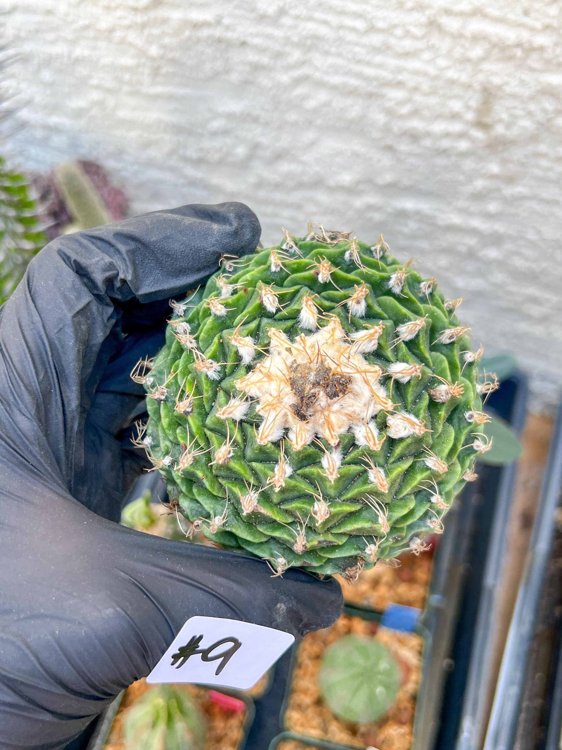 rare cactus for sale (#9) | Imported | Ehciveria | Hoyas | Sansevieria