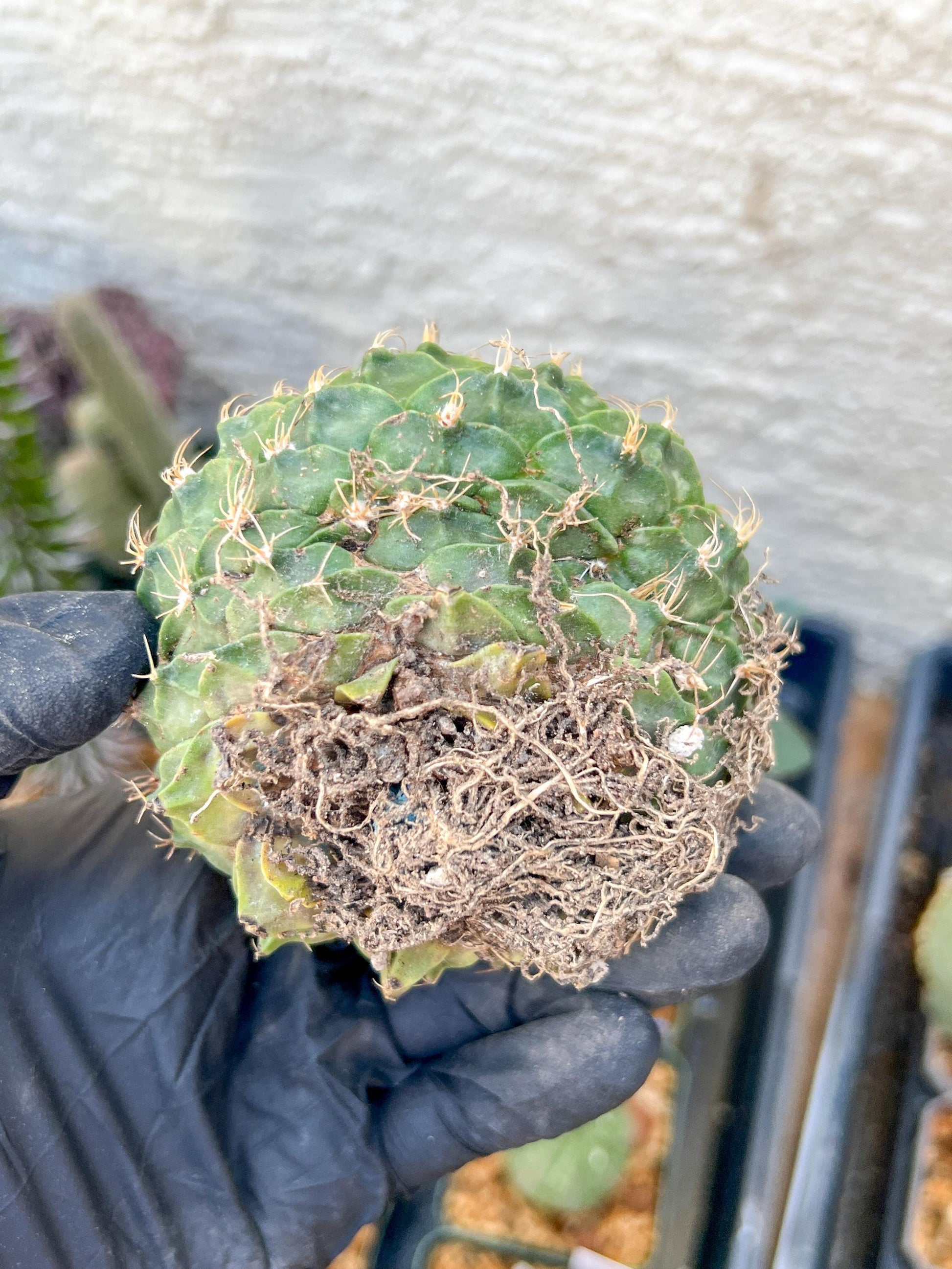rare cactus for sale (#9) | Imported | Ehciveria | Hoyas | Sansevieria