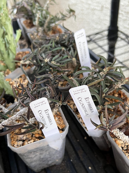 Rare Succulents (#4) | Imported | Assorted Succulent | Sansevieria