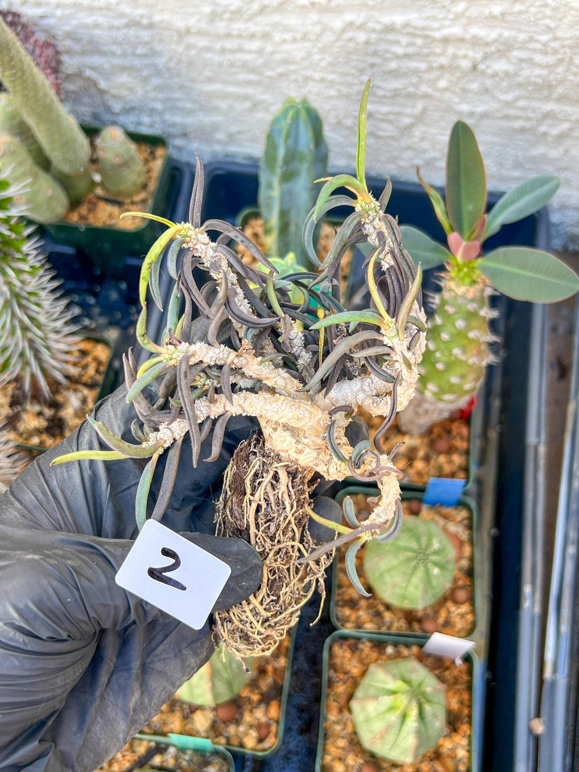 Rare Succulents (#2) | Imported | Assorted Succulent | Sansevieria