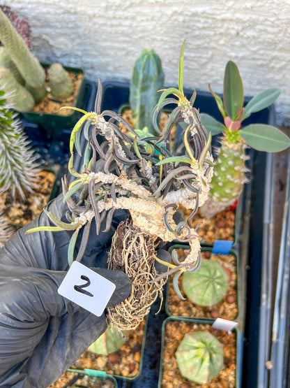 Rare Succulents (#2) | Imported | Assorted Succulent | Sansevieria