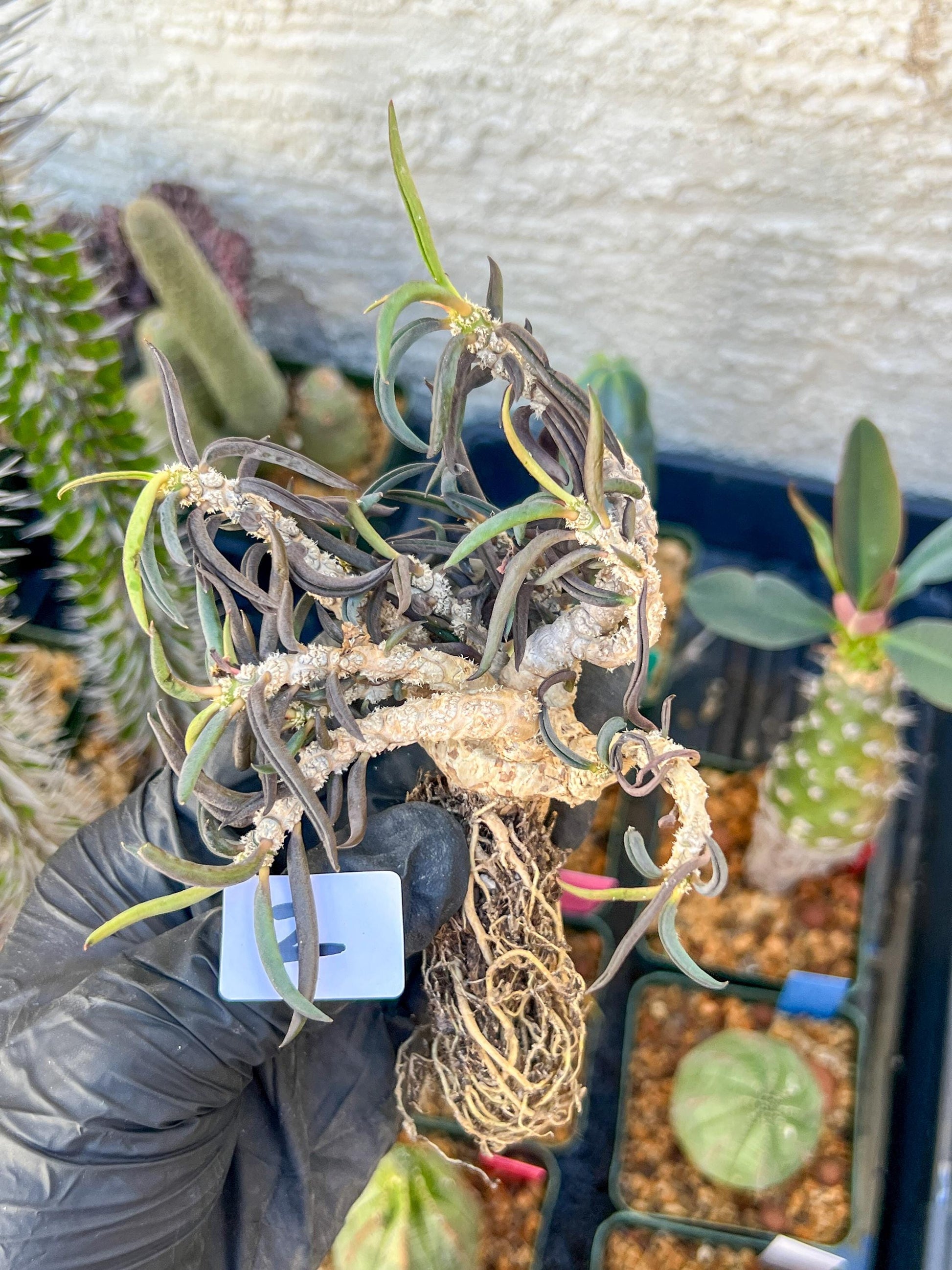 Rare Succulents (#2) | Imported | Assorted Succulent | Sansevieria