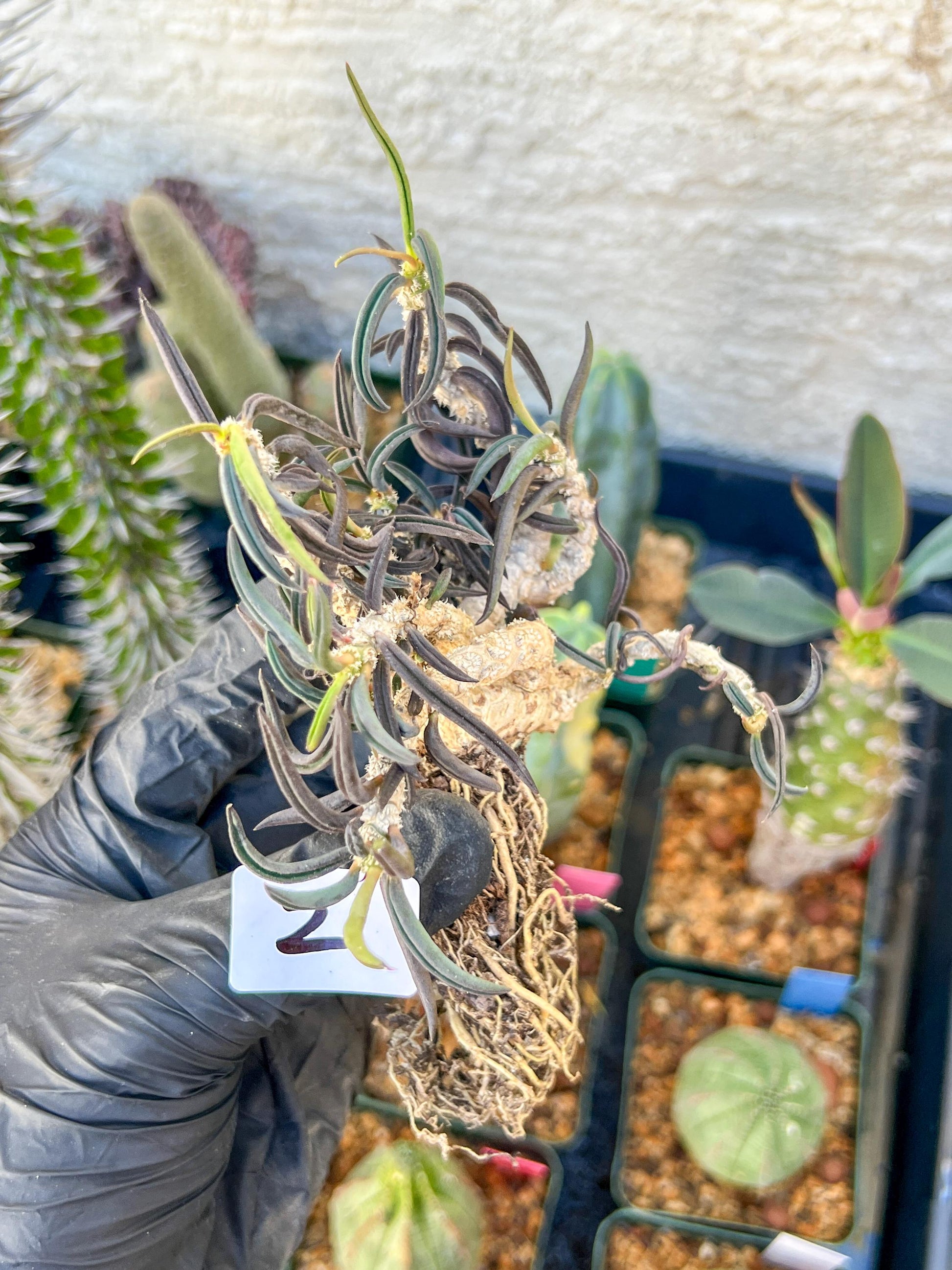Rare Succulents (#2) | Imported | Assorted Succulent | Sansevieria